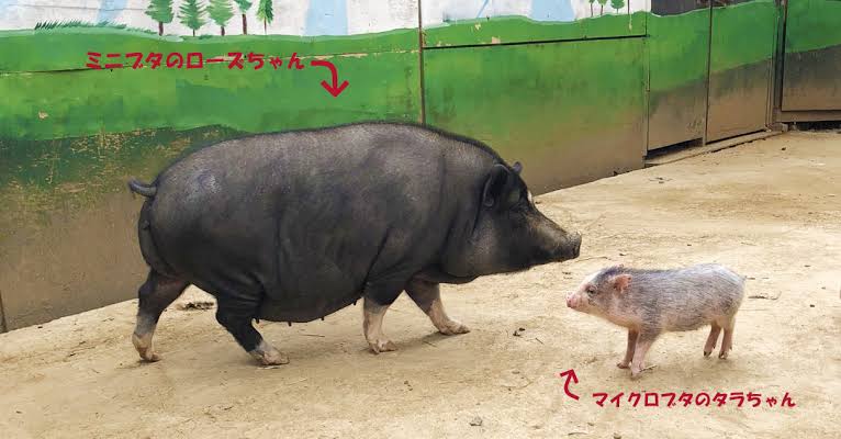 ペット界で人気急上昇！「マイクロブタ」にハマる人が続出、人気の秘密は犬猫をしのぐ“人懐っこさ”