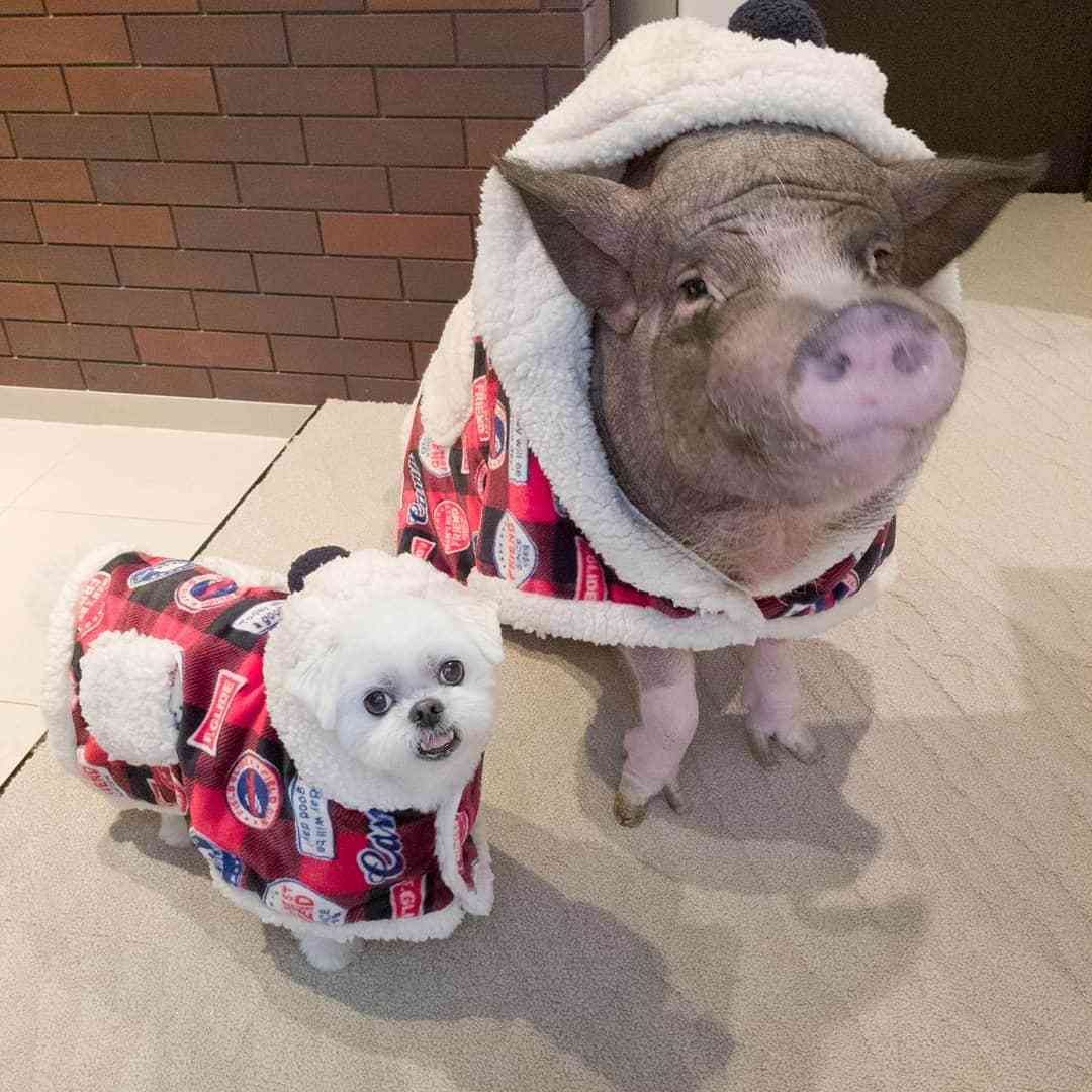 ペット界で人気急上昇！「マイクロブタ」にハマる人が続出、人気の秘密は犬猫をしのぐ“人懐っこさ”