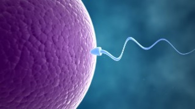 知性は母親から遺伝する