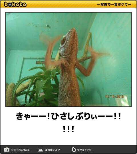 コメント代わりに使えそうな画像を貼るトピ part2