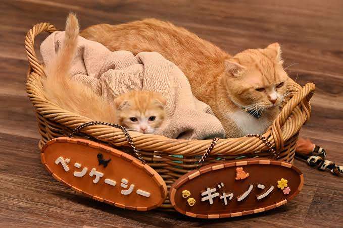 役名からドラマ・映画のタイトルを当てるトピ