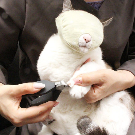 爪切りはどのくらいのペースでしますか？💅