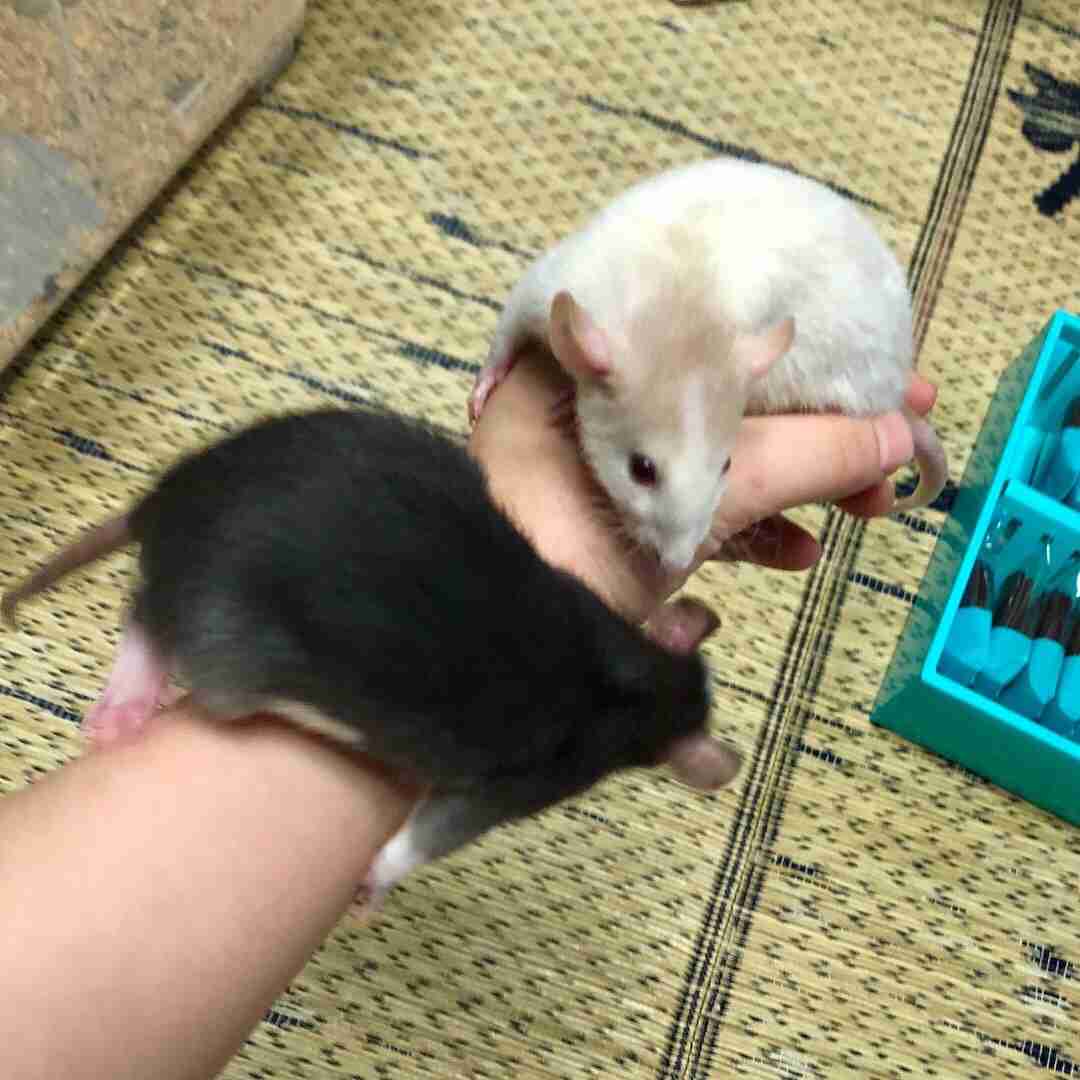 【助けて】ネズミ駆除