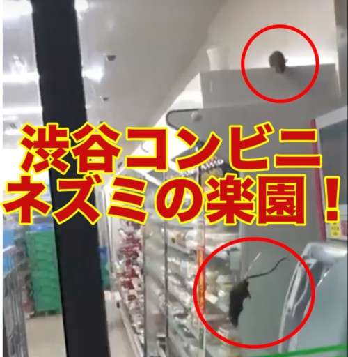 【助けて】ネズミ駆除