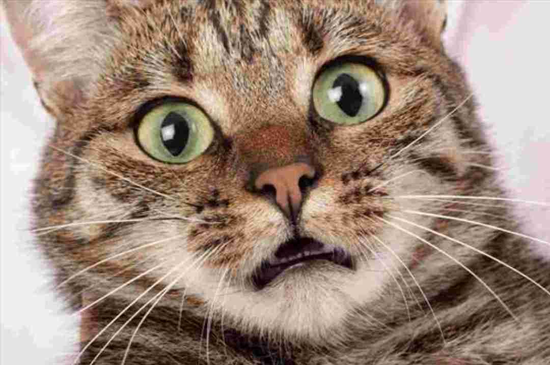 愛犬、愛猫のアホ可愛い瞬間