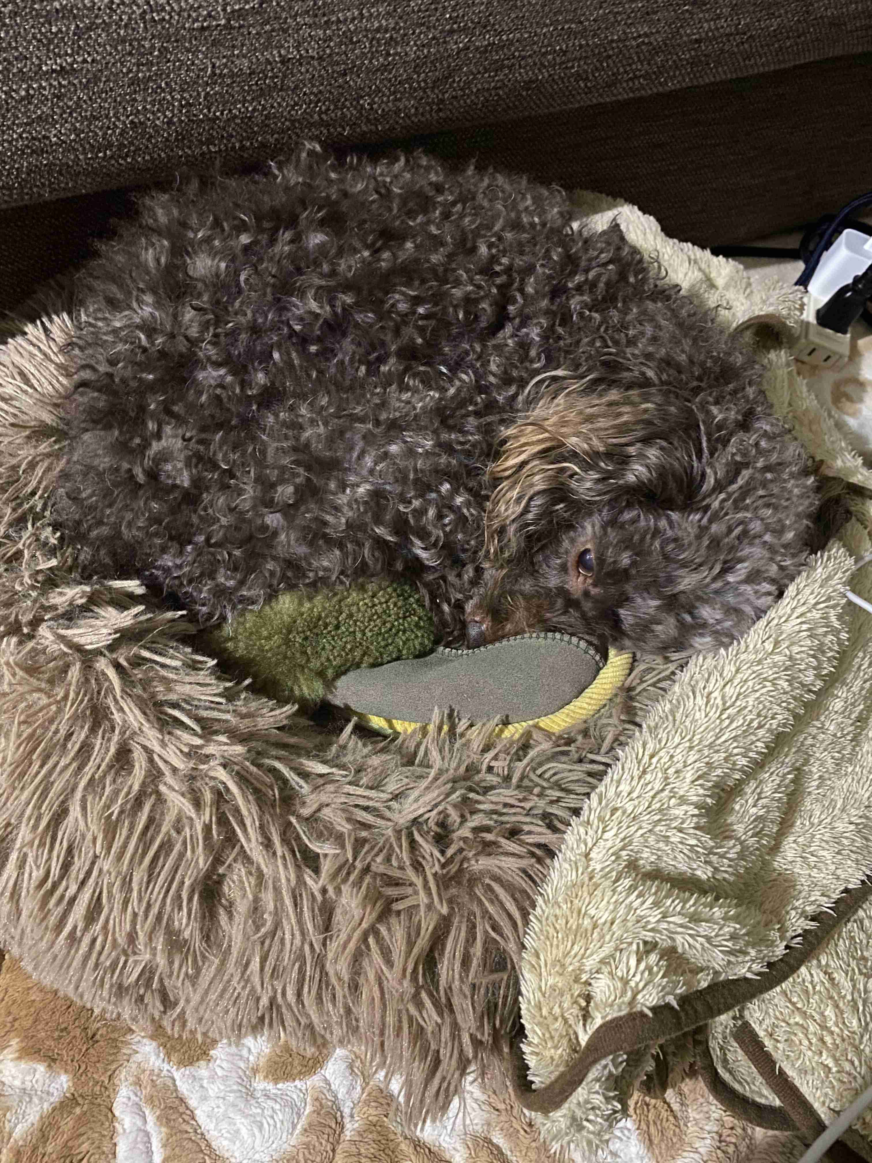 愛犬、愛猫のアホ可愛い瞬間