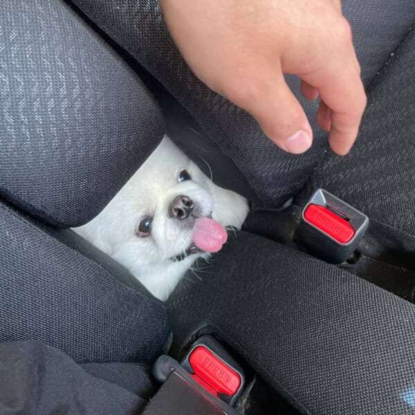 愛犬、愛猫のアホ可愛い瞬間