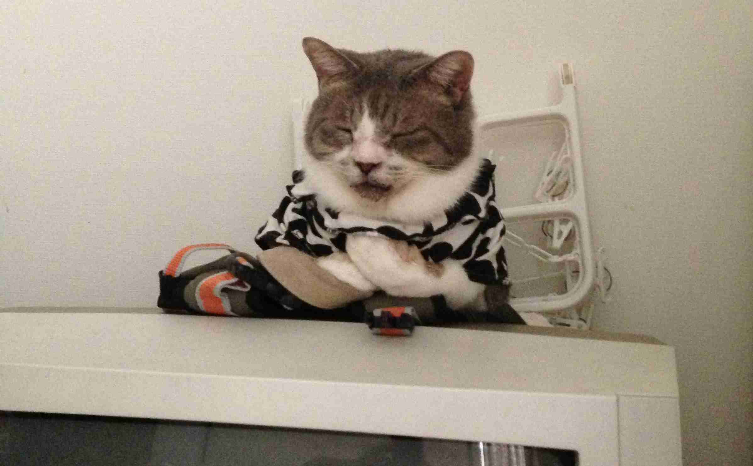 愛犬、愛猫のアホ可愛い瞬間