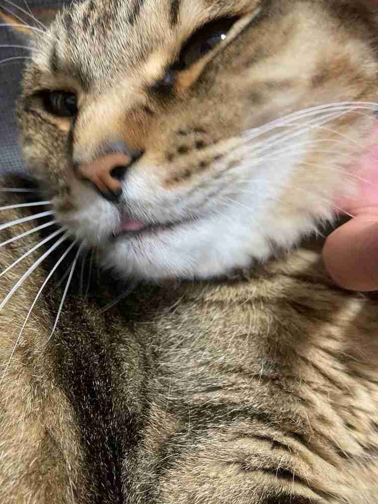 愛犬、愛猫のアホ可愛い瞬間