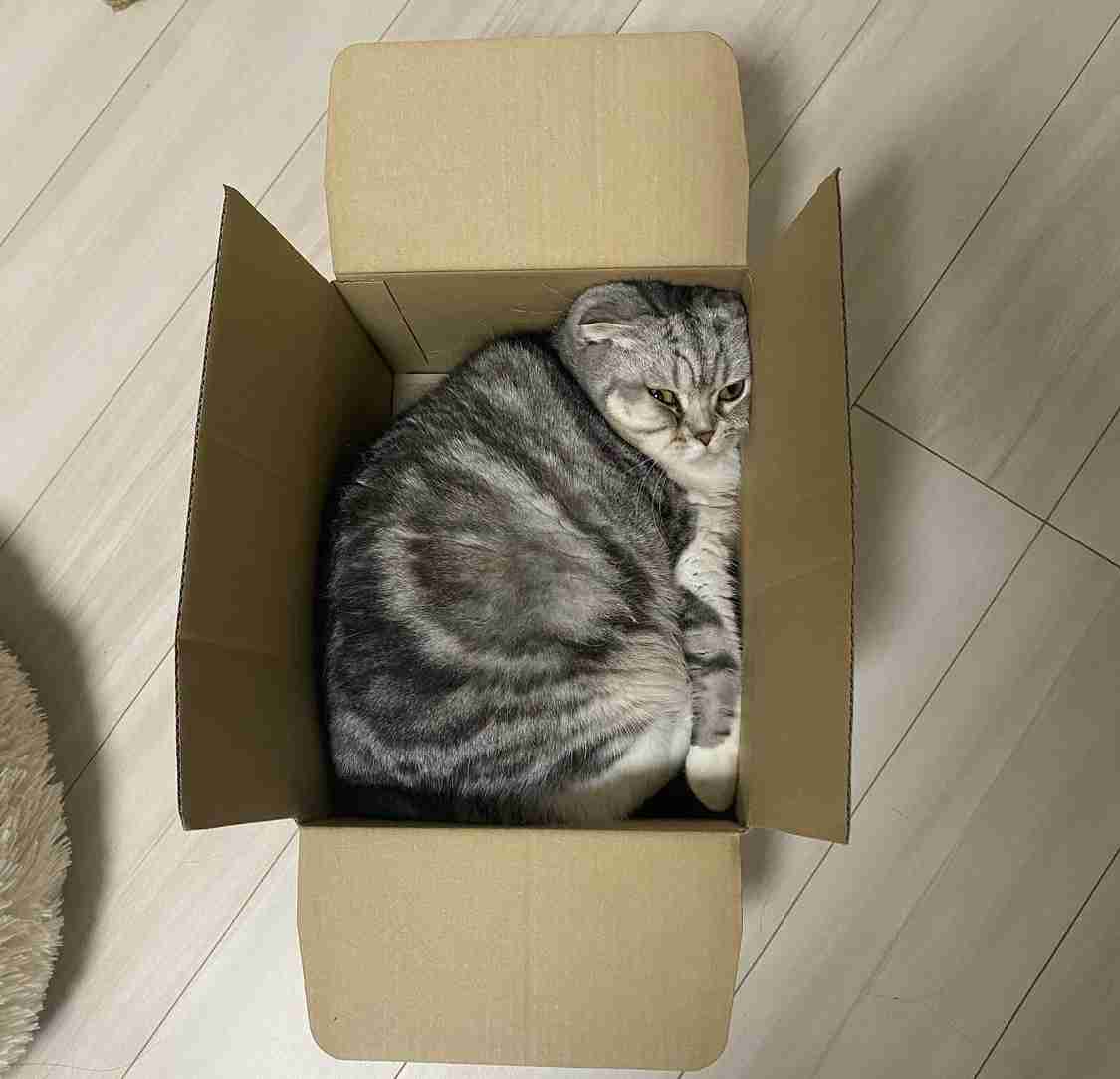 愛犬、愛猫のアホ可愛い瞬間