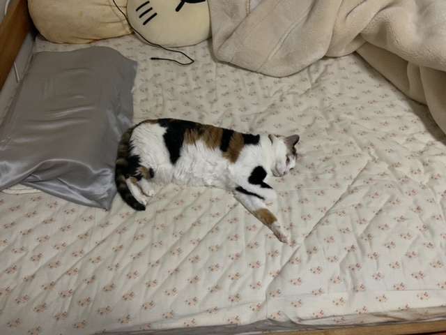 愛犬、愛猫のアホ可愛い瞬間