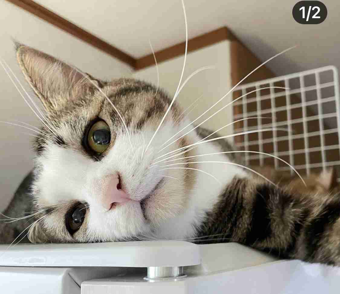 愛犬、愛猫のアホ可愛い瞬間