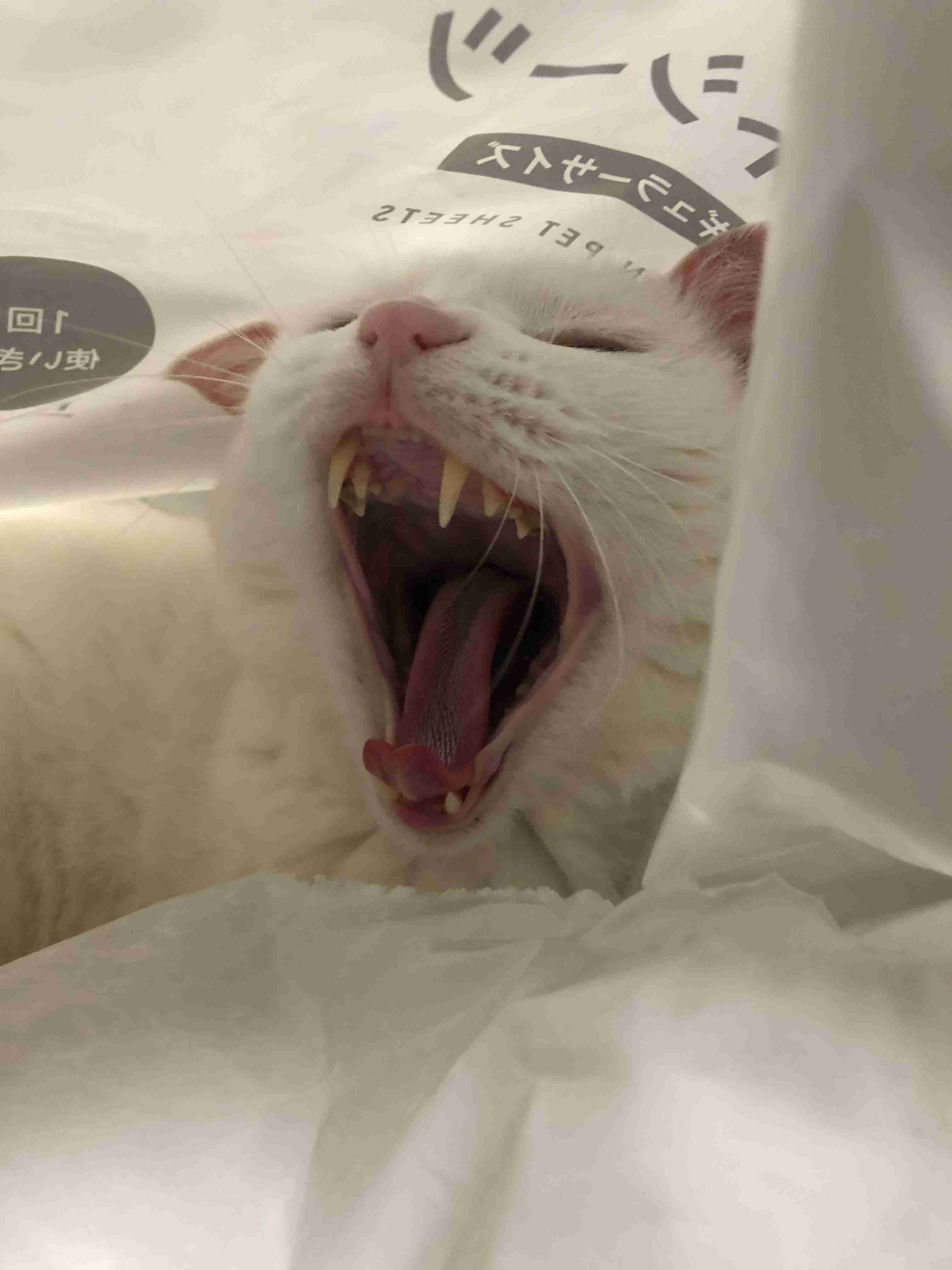 愛犬、愛猫のアホ可愛い瞬間