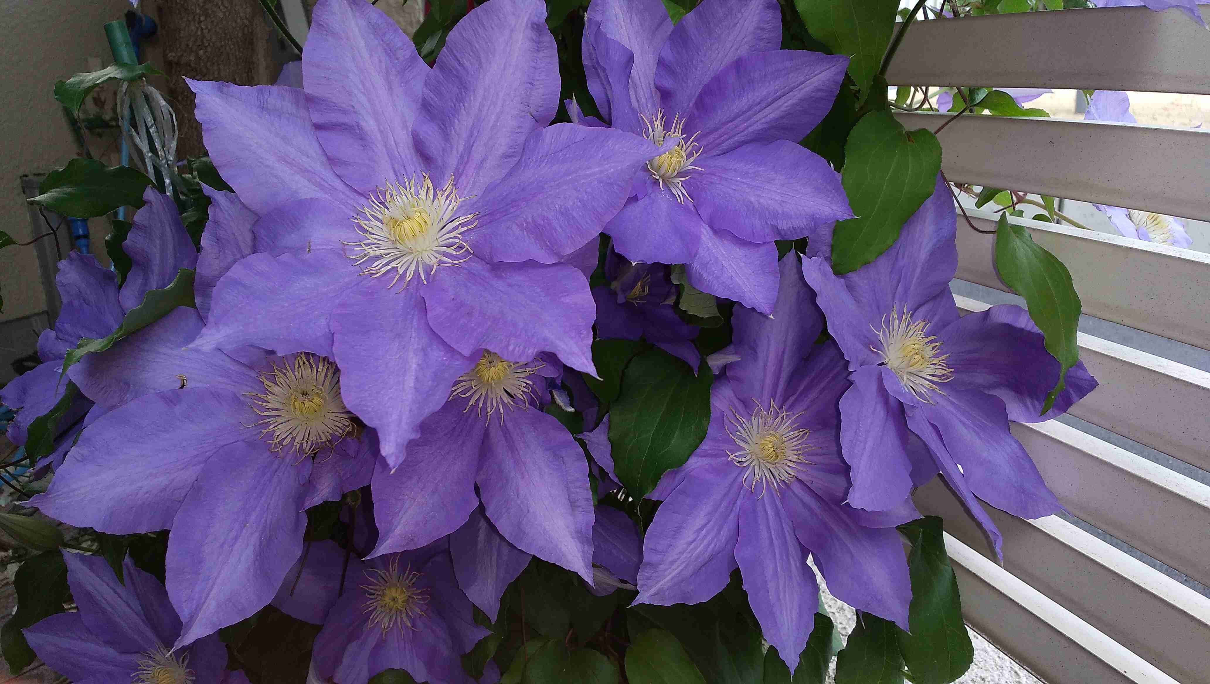 『今日こんな花が咲いてたよ』って報告するトピ🌼