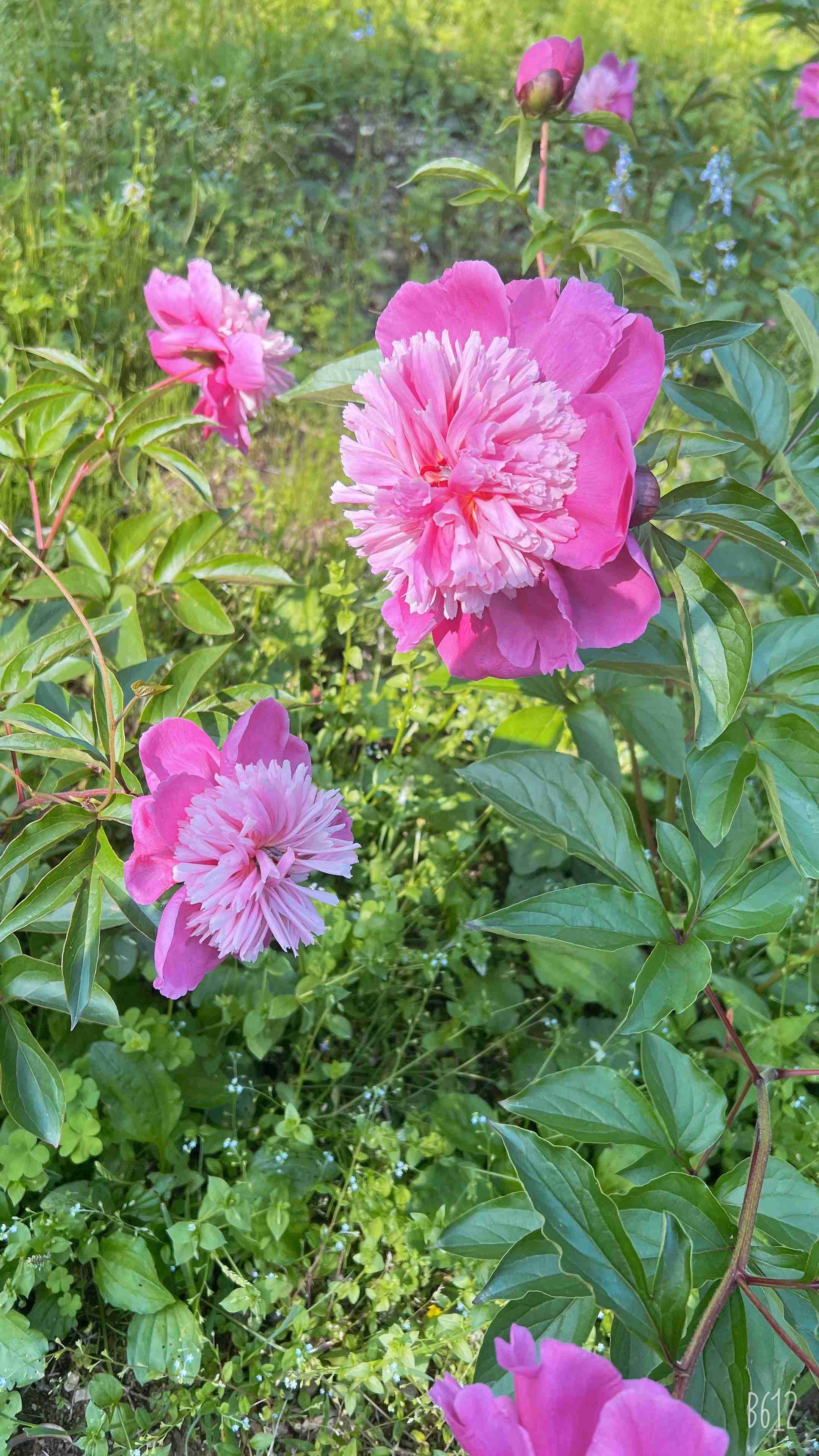 『今日こんな花が咲いてたよ』って報告するトピ🌼