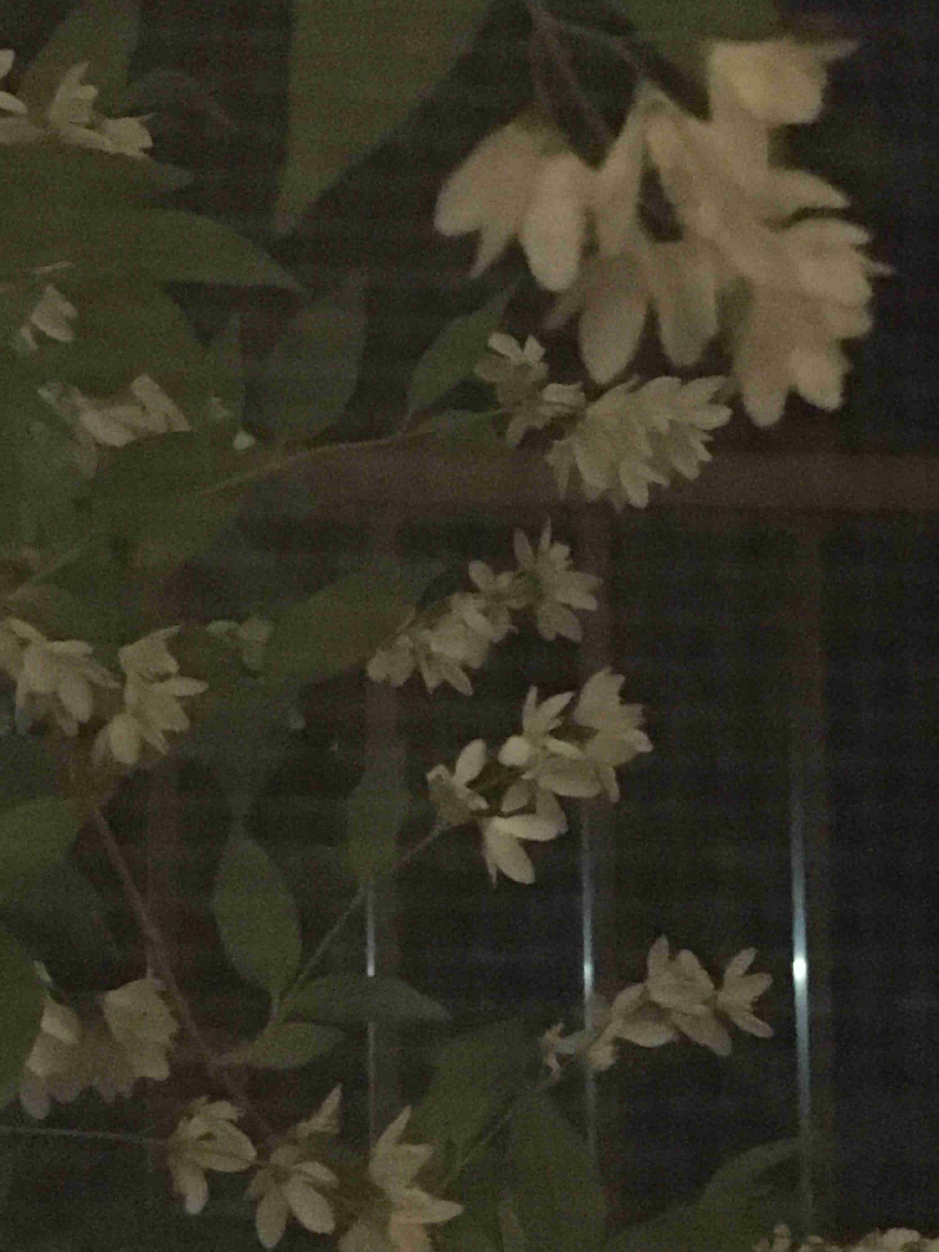 『今日こんな花が咲いてたよ』って報告するトピ🌼