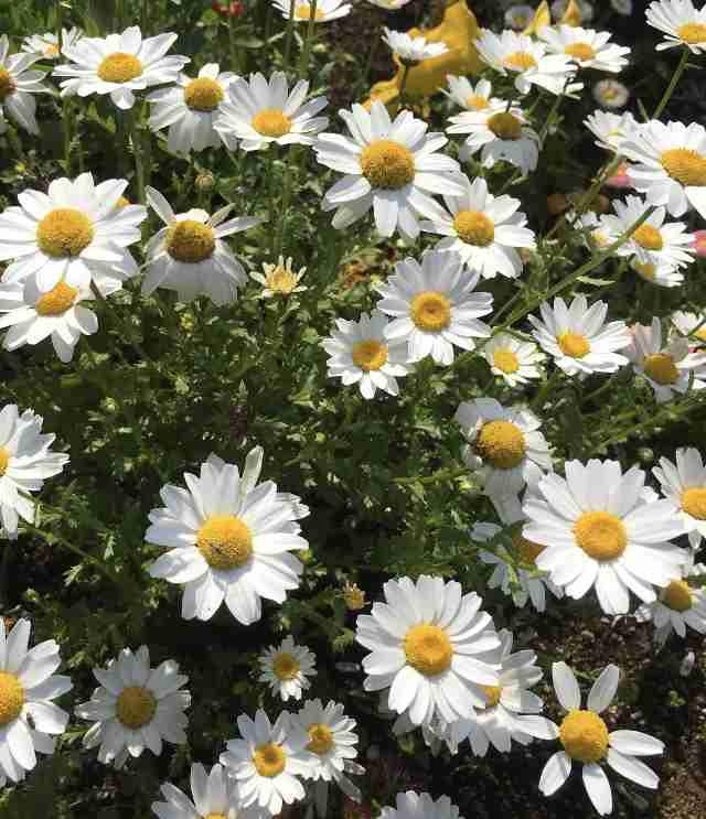 『今日こんな花が咲いてたよ』って報告するトピ🌼