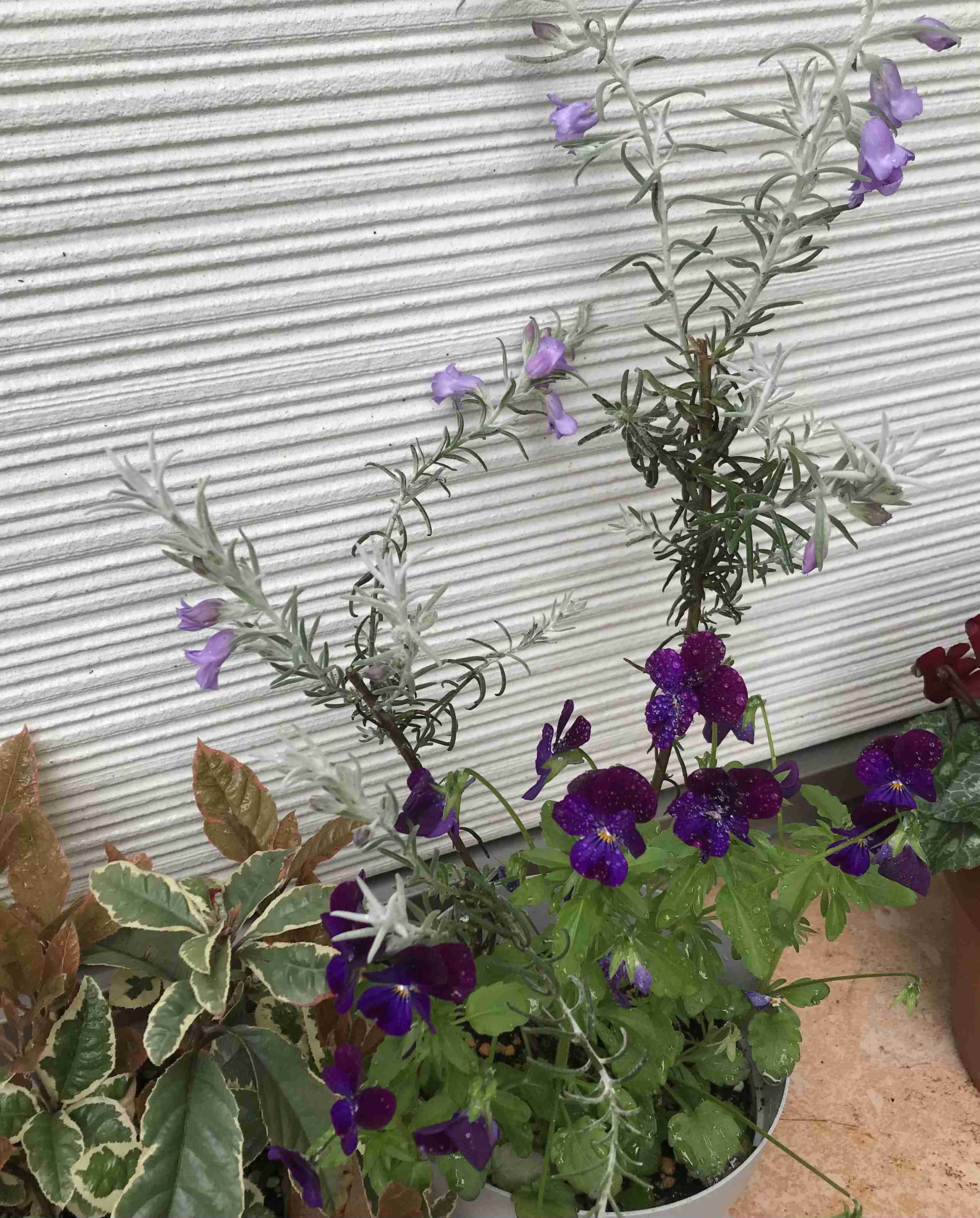 『今日こんな花が咲いてたよ』って報告するトピ🌼