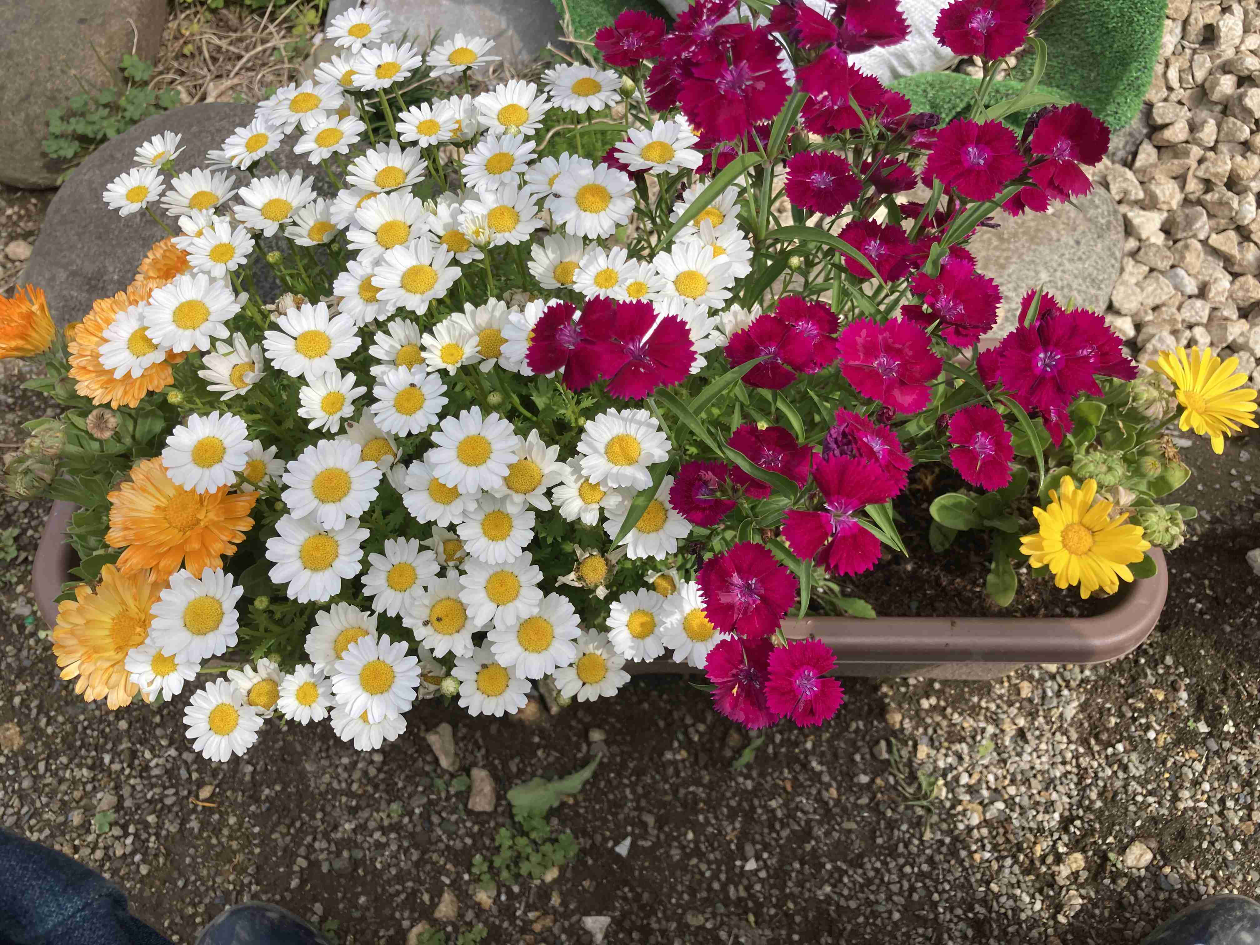 『今日こんな花が咲いてたよ』って報告するトピ🌼