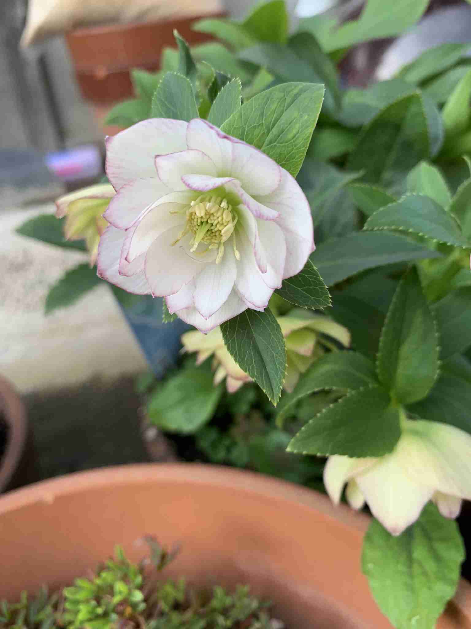 『今日こんな花が咲いてたよ』って報告するトピ🌼