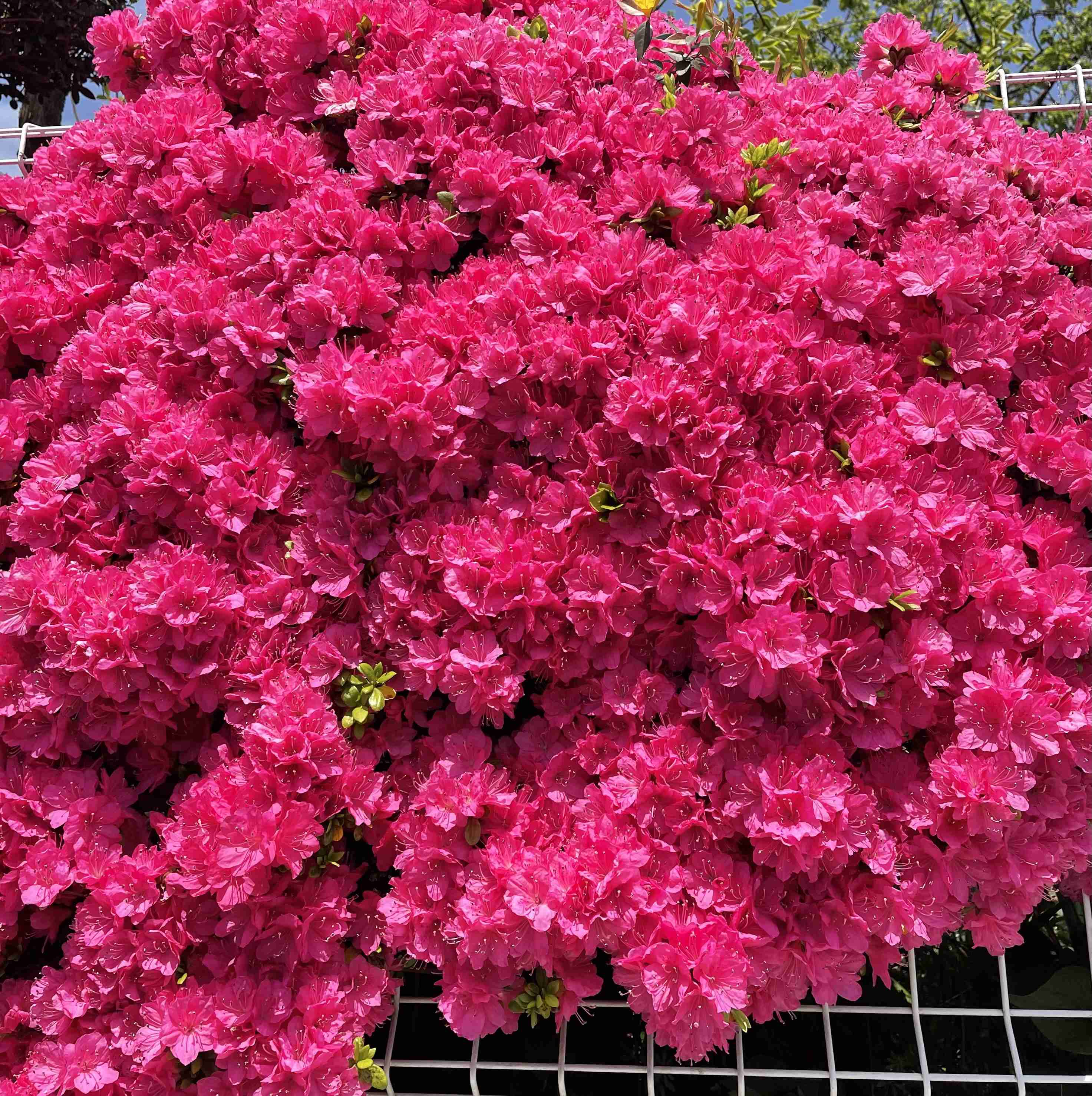 『今日こんな花が咲いてたよ』って報告するトピ🌼