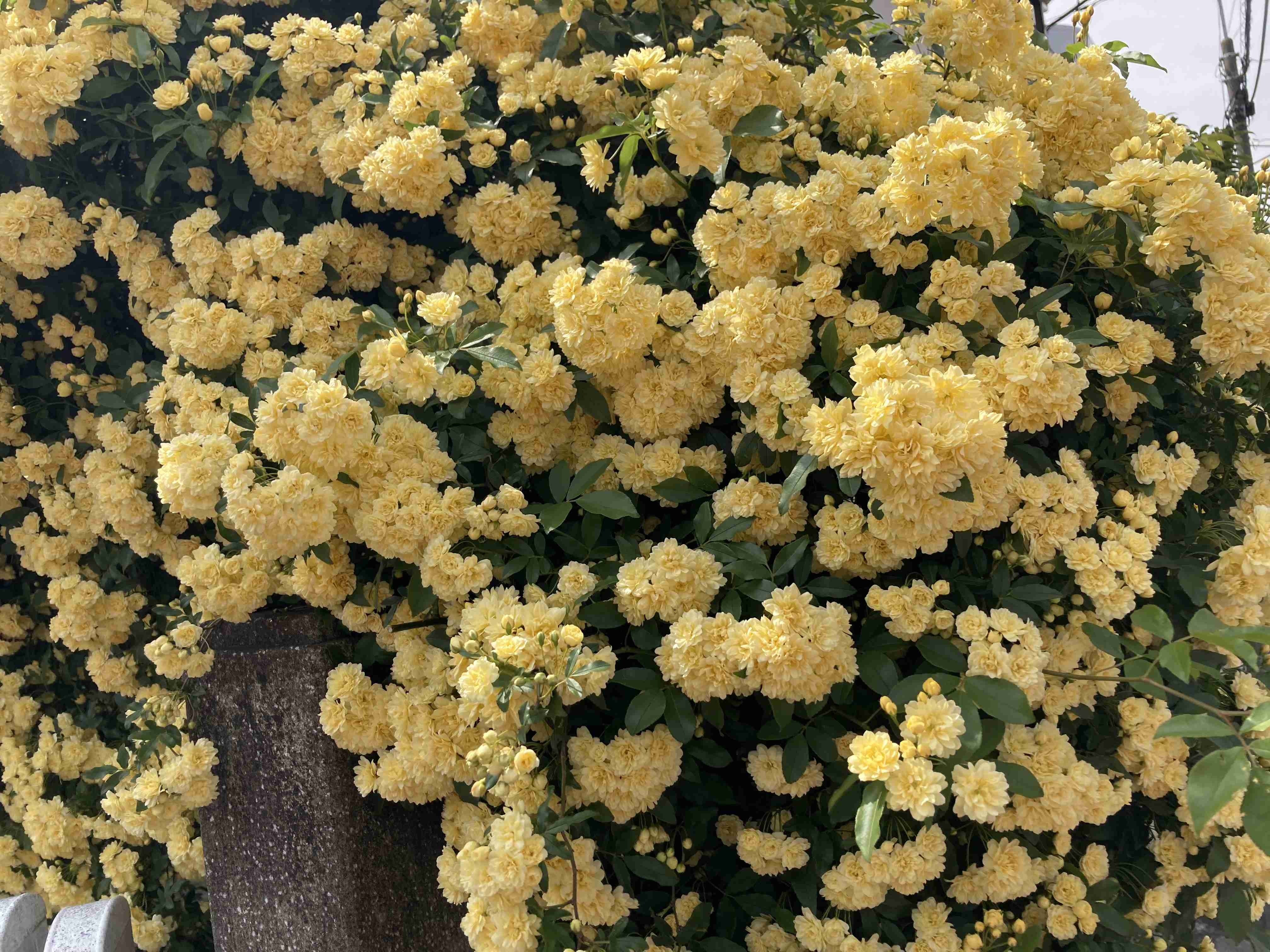 『今日こんな花が咲いてたよ』って報告するトピ🌼