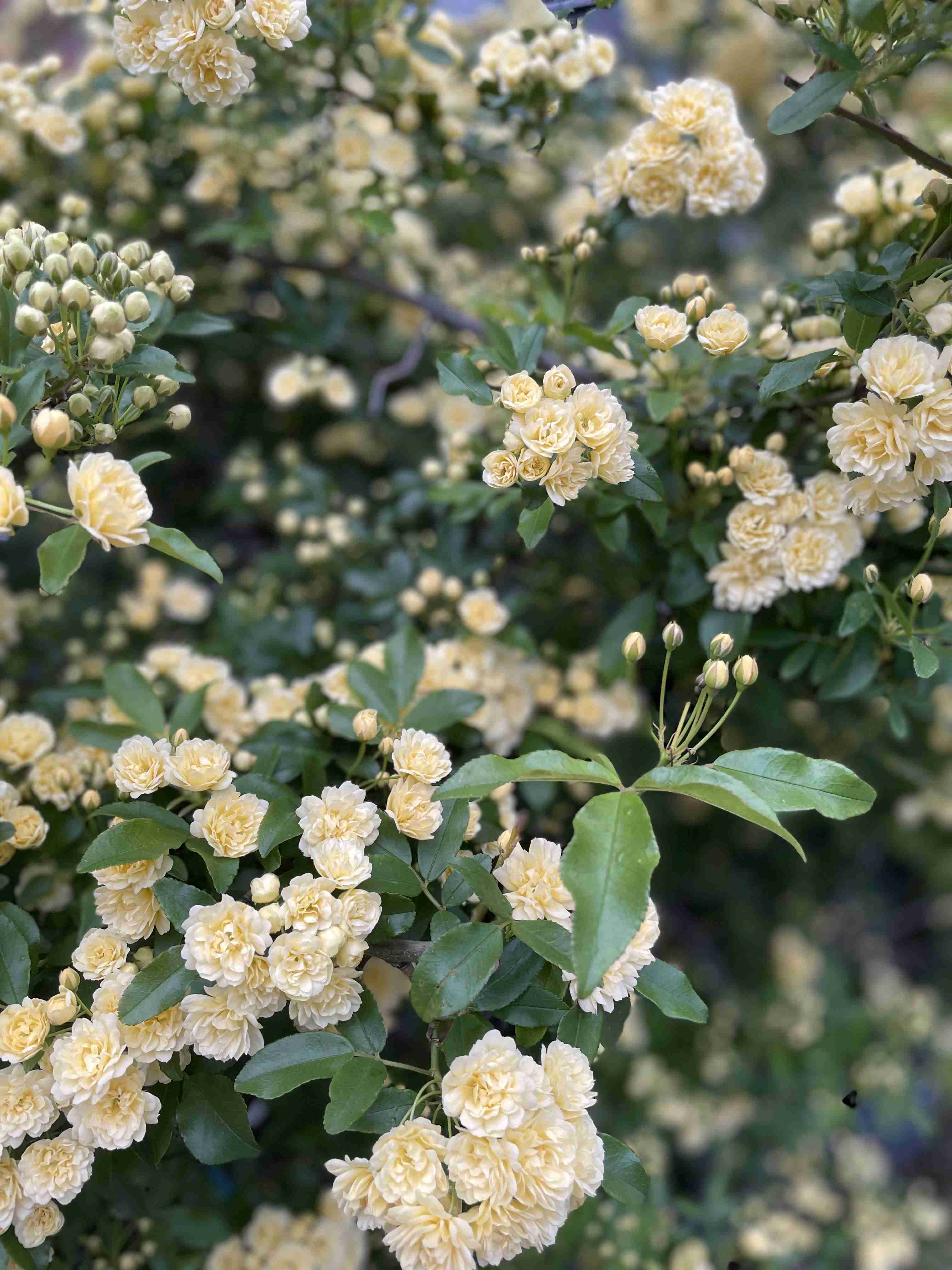 『今日こんな花が咲いてたよ』って報告するトピ🌼