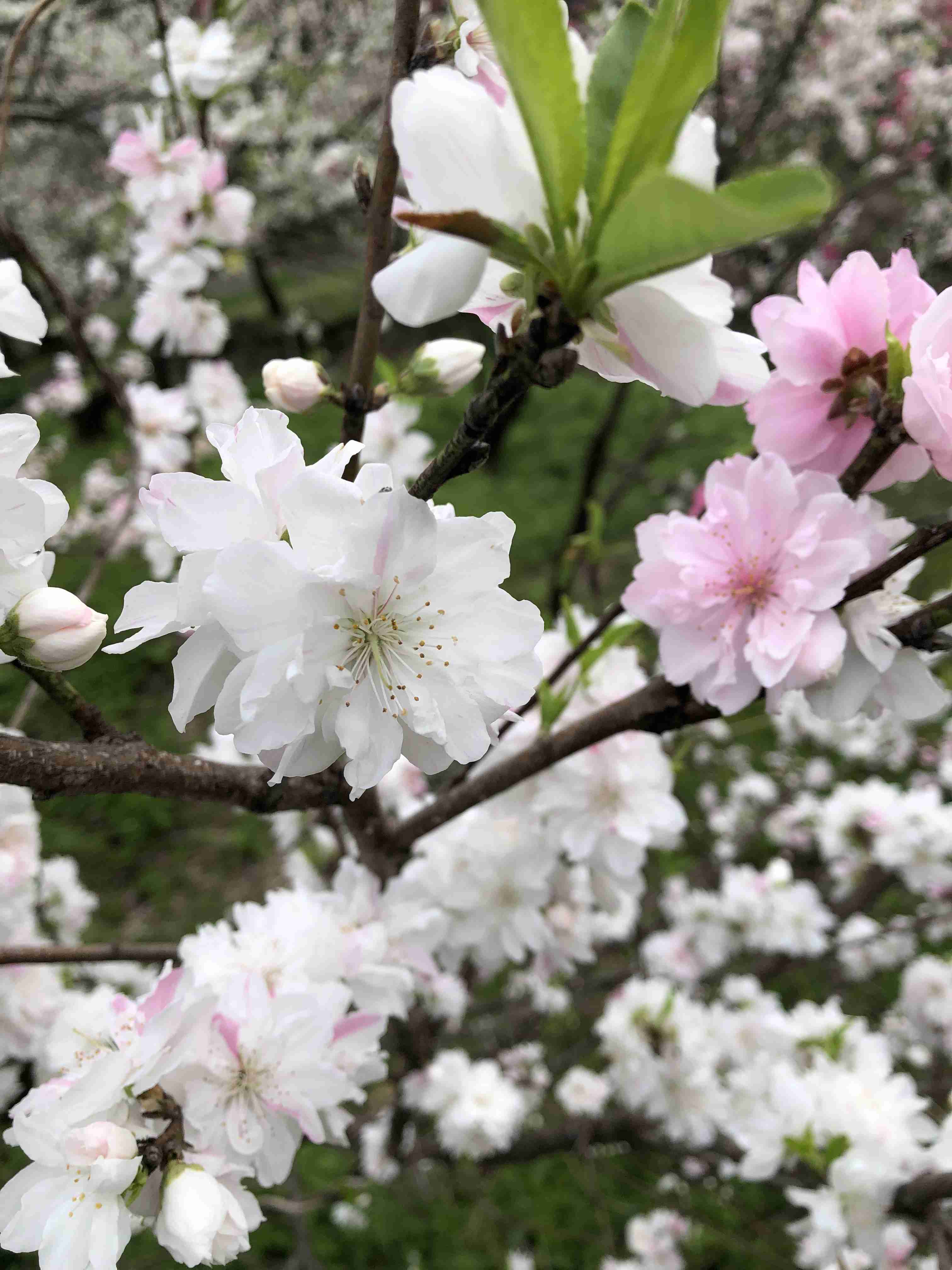 『今日こんな花が咲いてたよ』って報告するトピ🌼