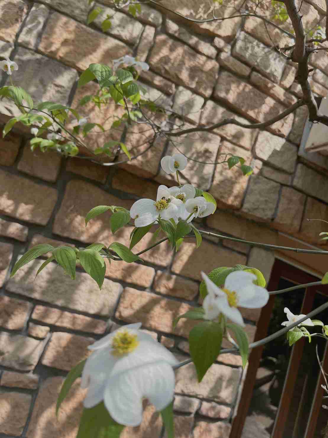 『今日こんな花が咲いてたよ』って報告するトピ🌼