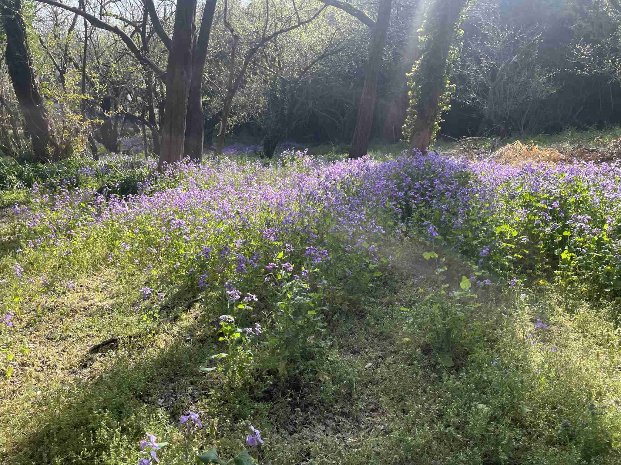『今日こんな花が咲いてたよ』って報告するトピ🌼