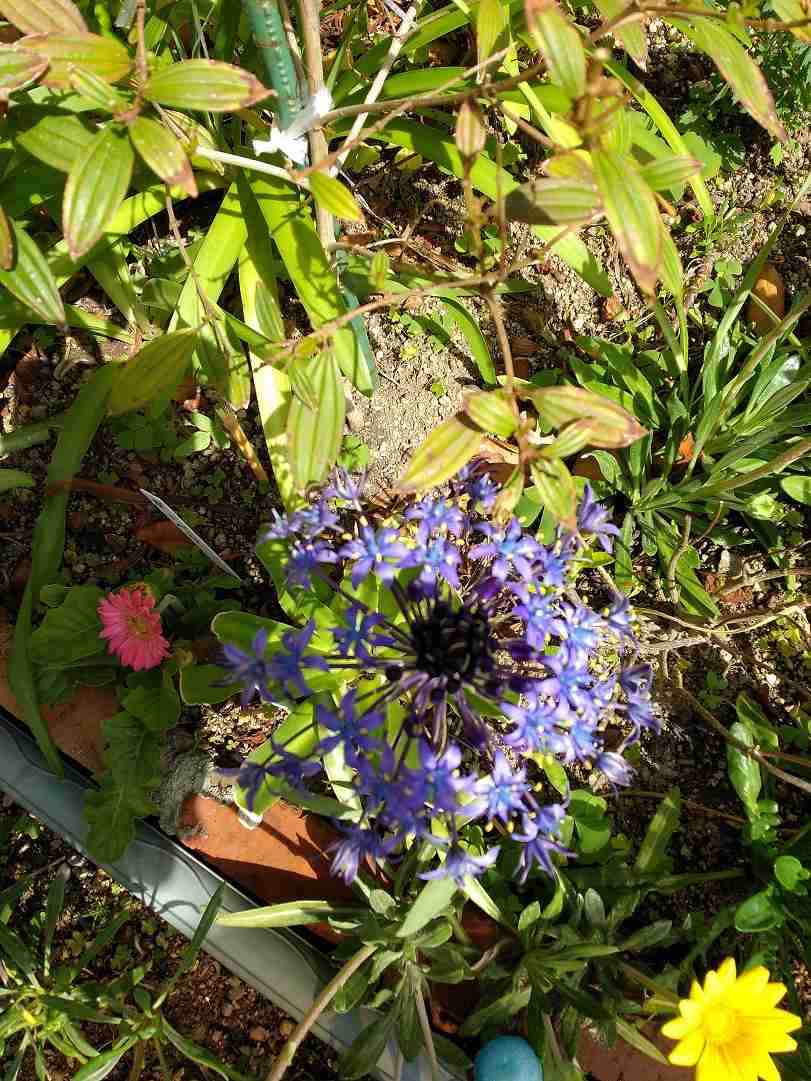 『今日こんな花が咲いてたよ』って報告するトピ🌼