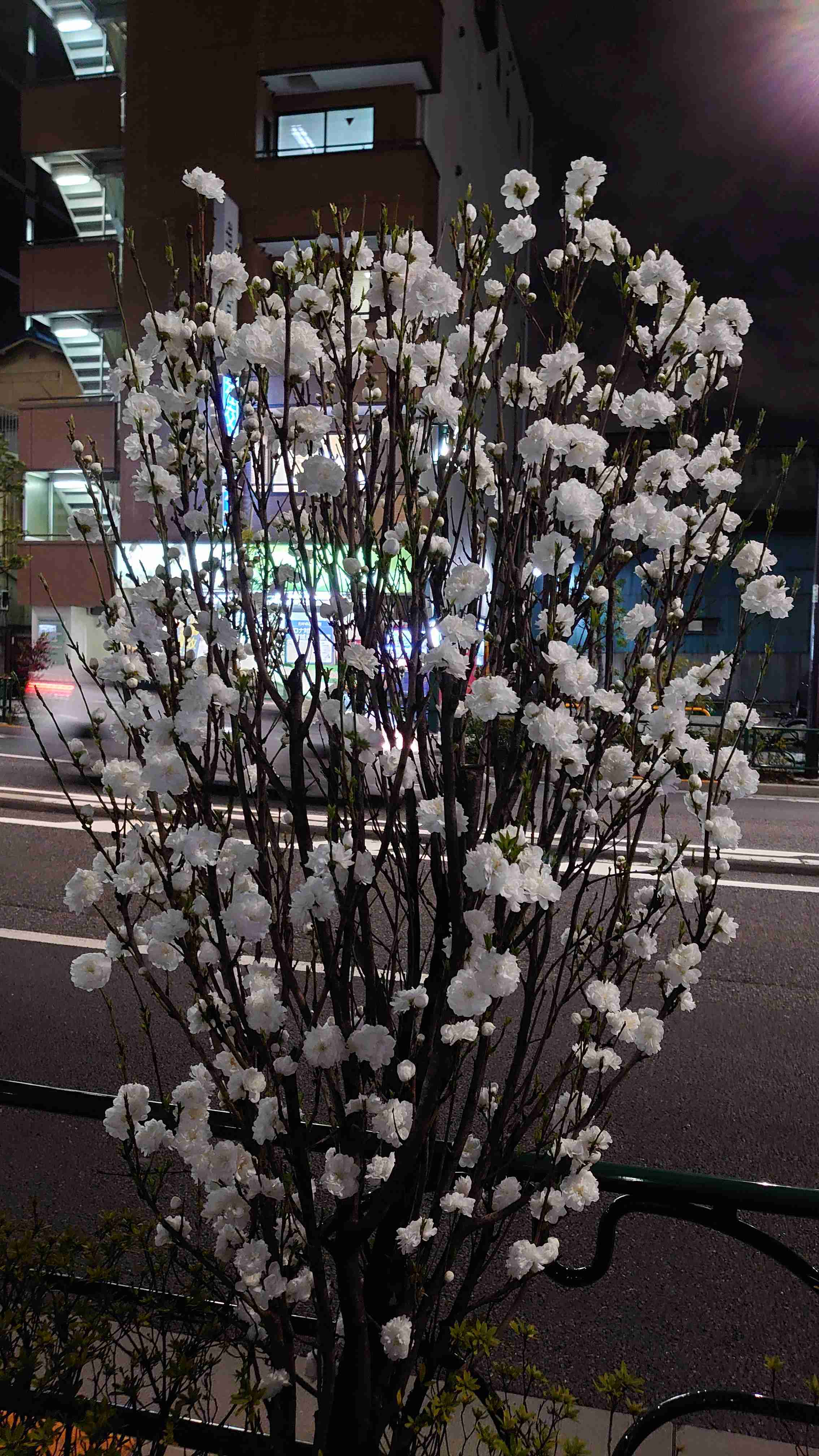 『今日こんな花が咲いてたよ』って報告するトピ🌼