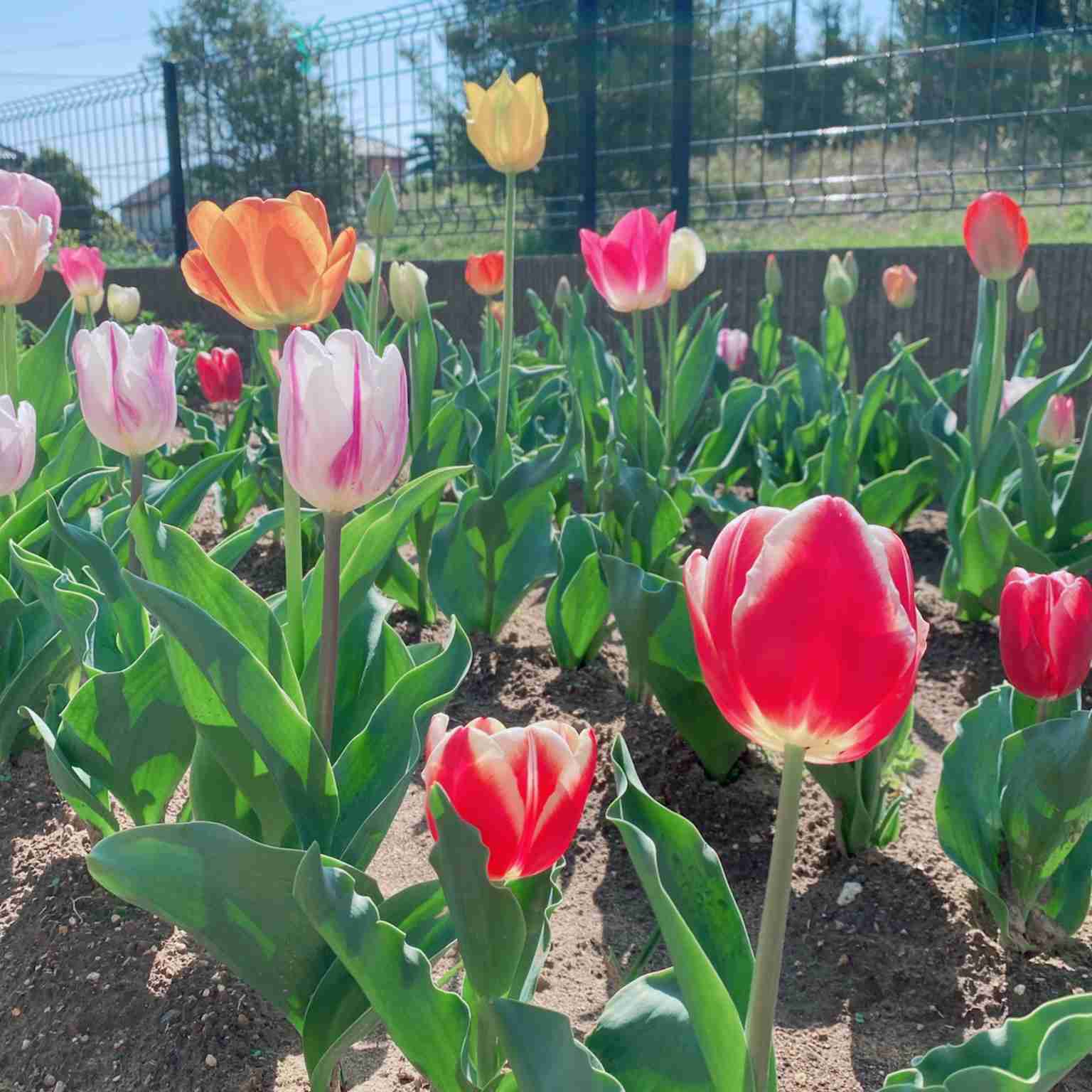 『今日こんな花が咲いてたよ』って報告するトピ🌼