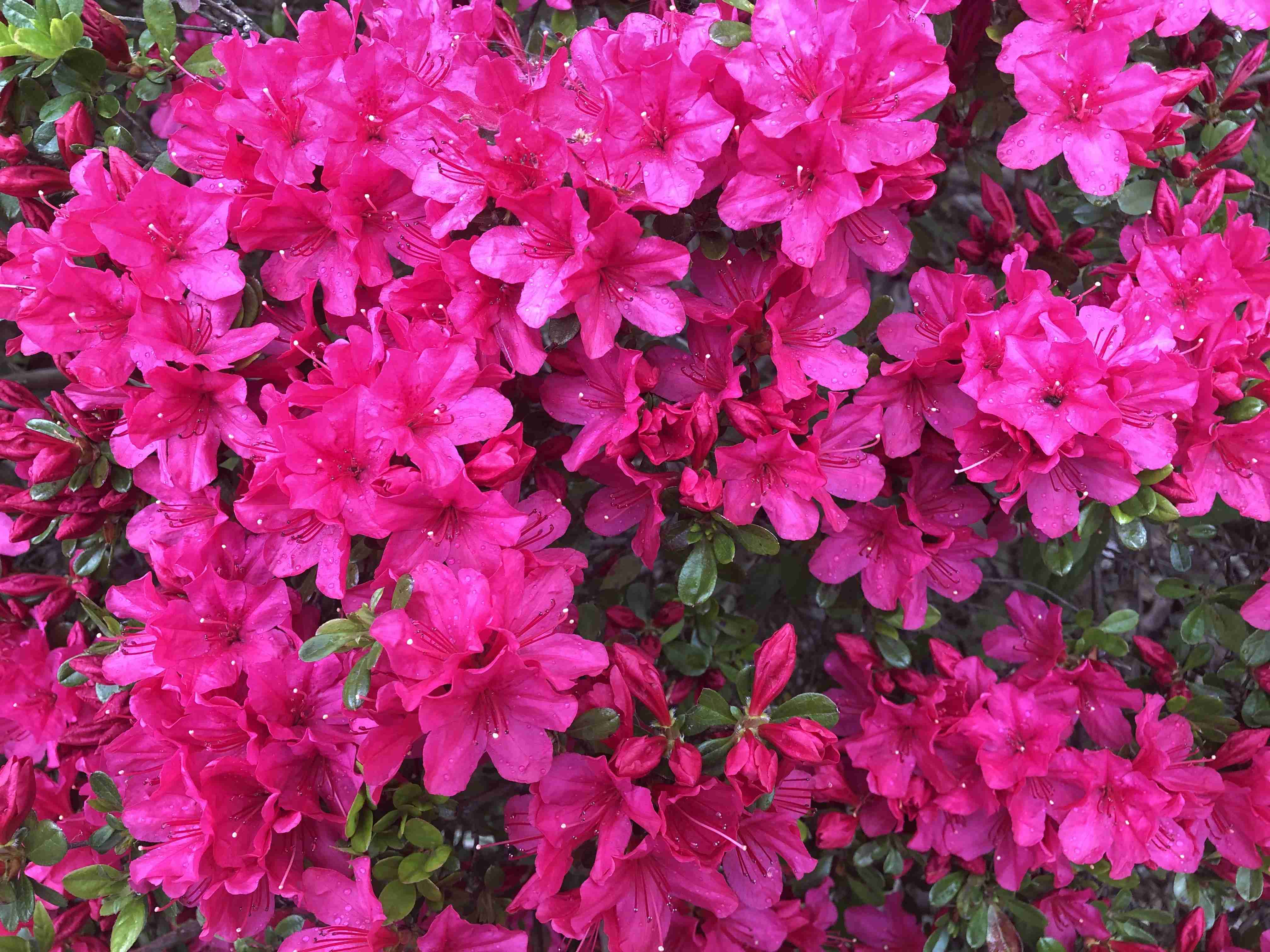 『今日こんな花が咲いてたよ』って報告するトピ🌼