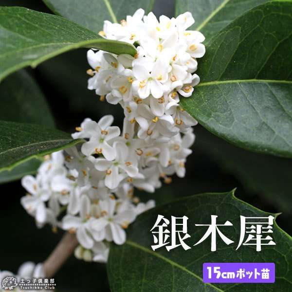 『今日こんな花が咲いてたよ』って報告するトピ🌼