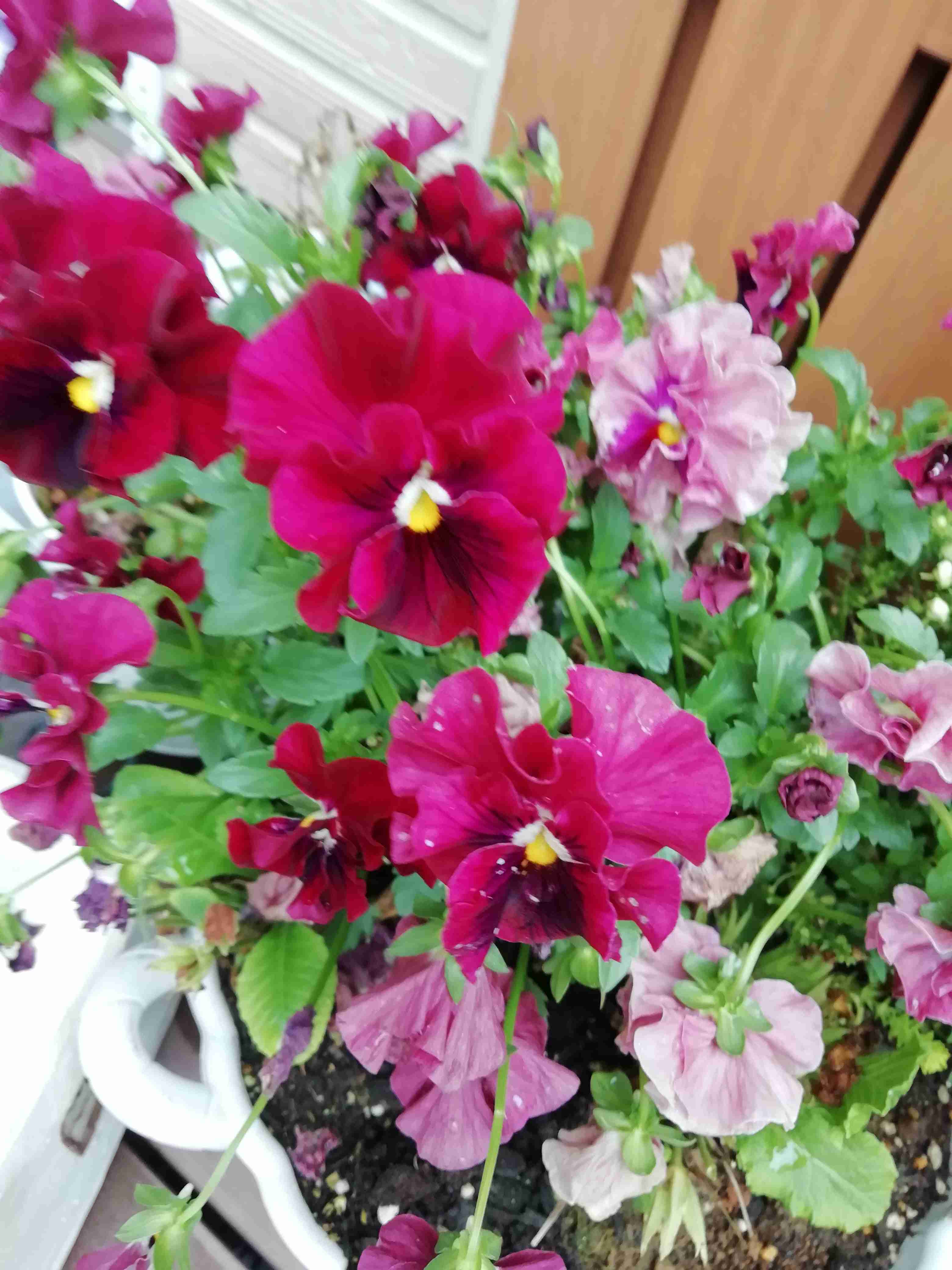 『今日こんな花が咲いてたよ』って報告するトピ🌼