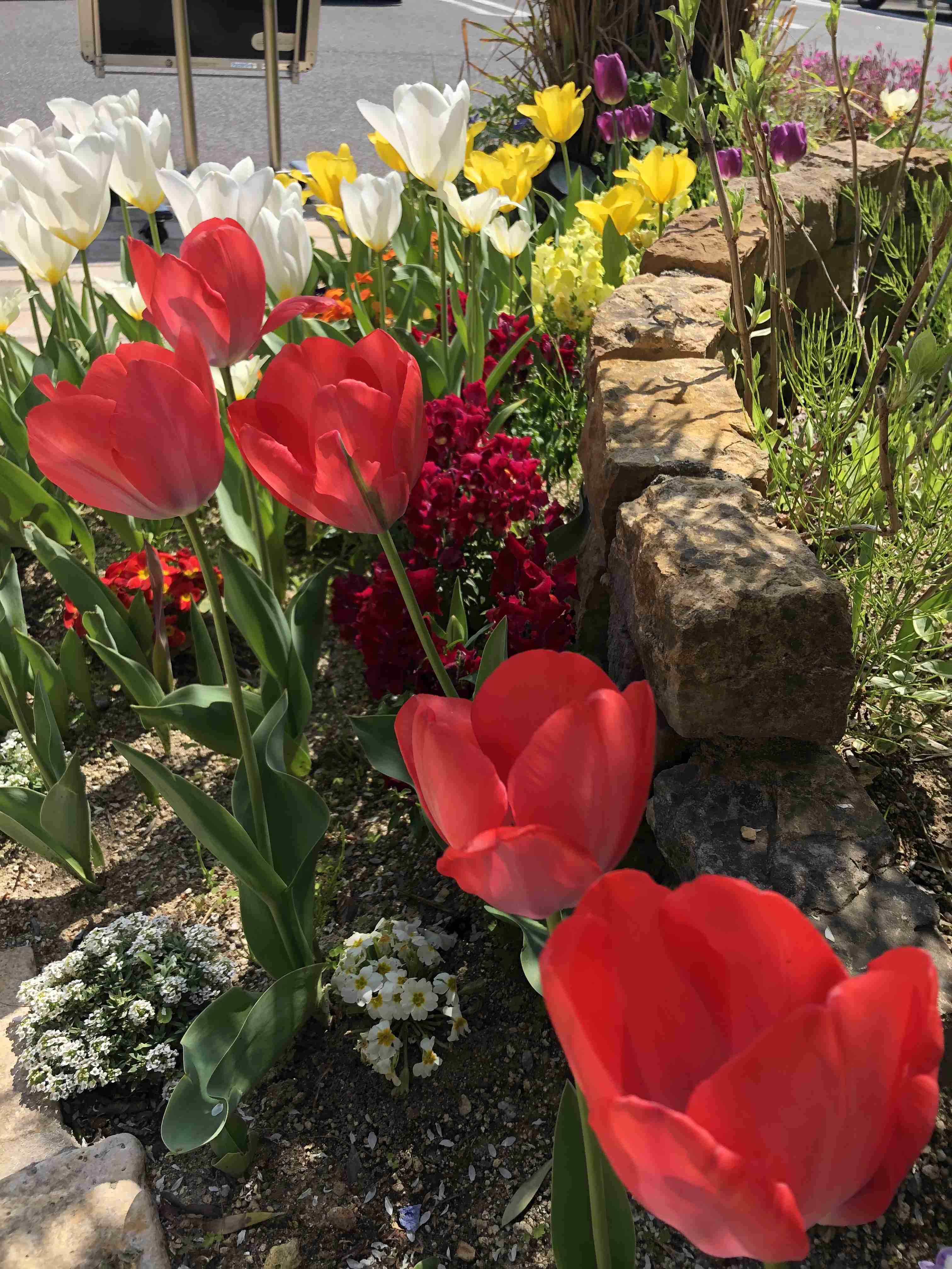 『今日こんな花が咲いてたよ』って報告するトピ🌼