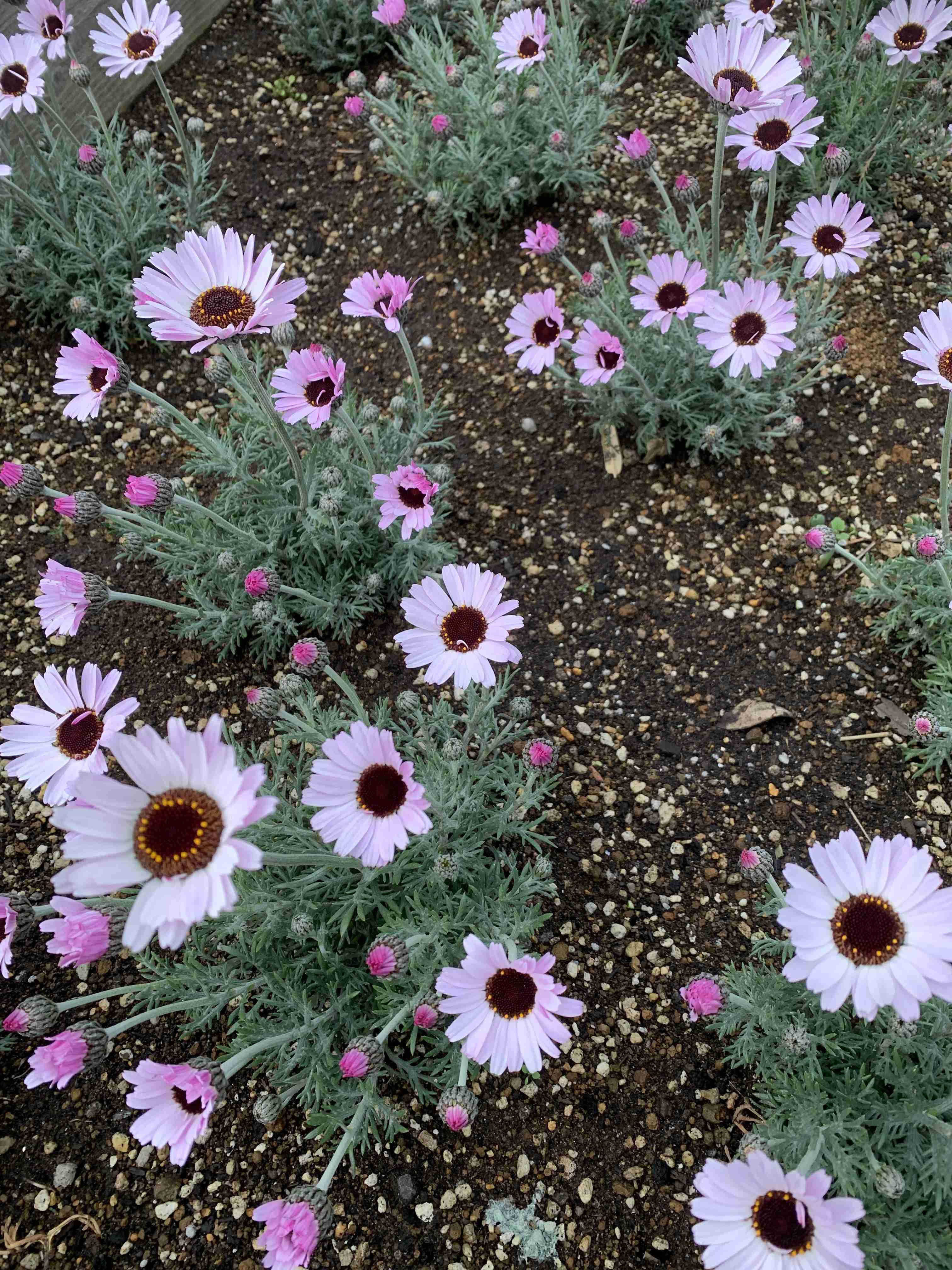 『今日こんな花が咲いてたよ』って報告するトピ🌼