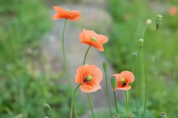 『今日こんな花が咲いてたよ』って報告するトピ🌼
