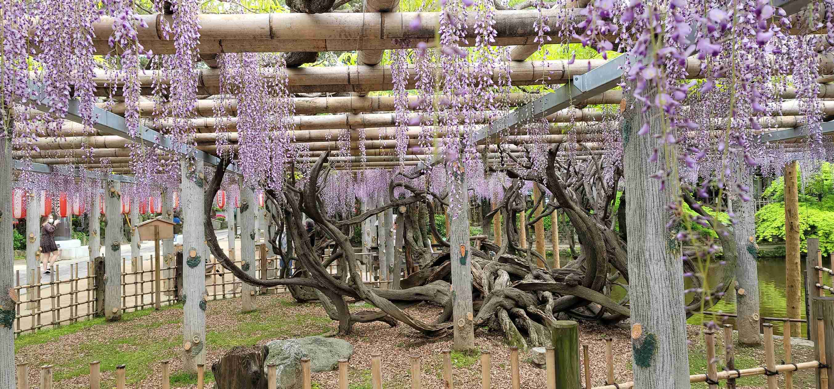 『今日こんな花が咲いてたよ』って報告するトピ🌼