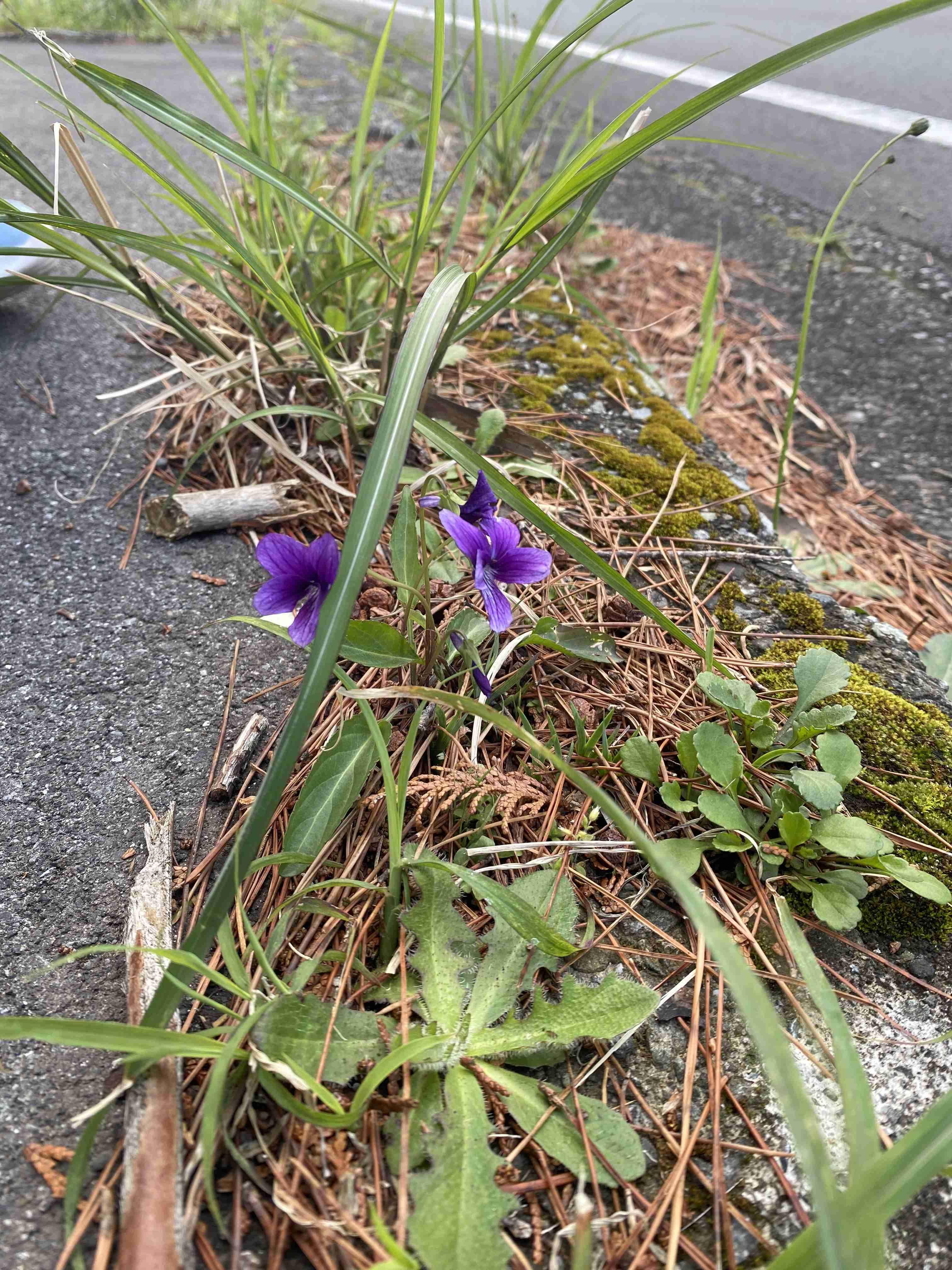 『今日こんな花が咲いてたよ』って報告するトピ🌼