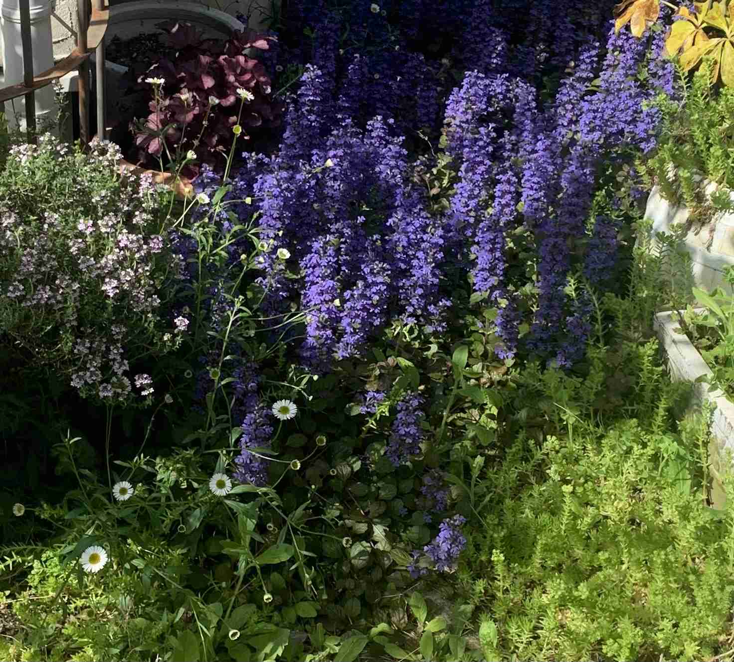 『今日こんな花が咲いてたよ』って報告するトピ🌼