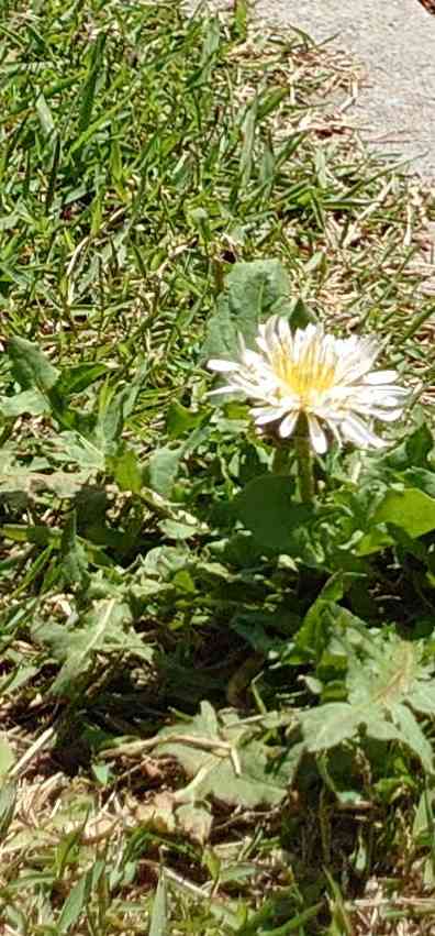 『今日こんな花が咲いてたよ』って報告するトピ🌼