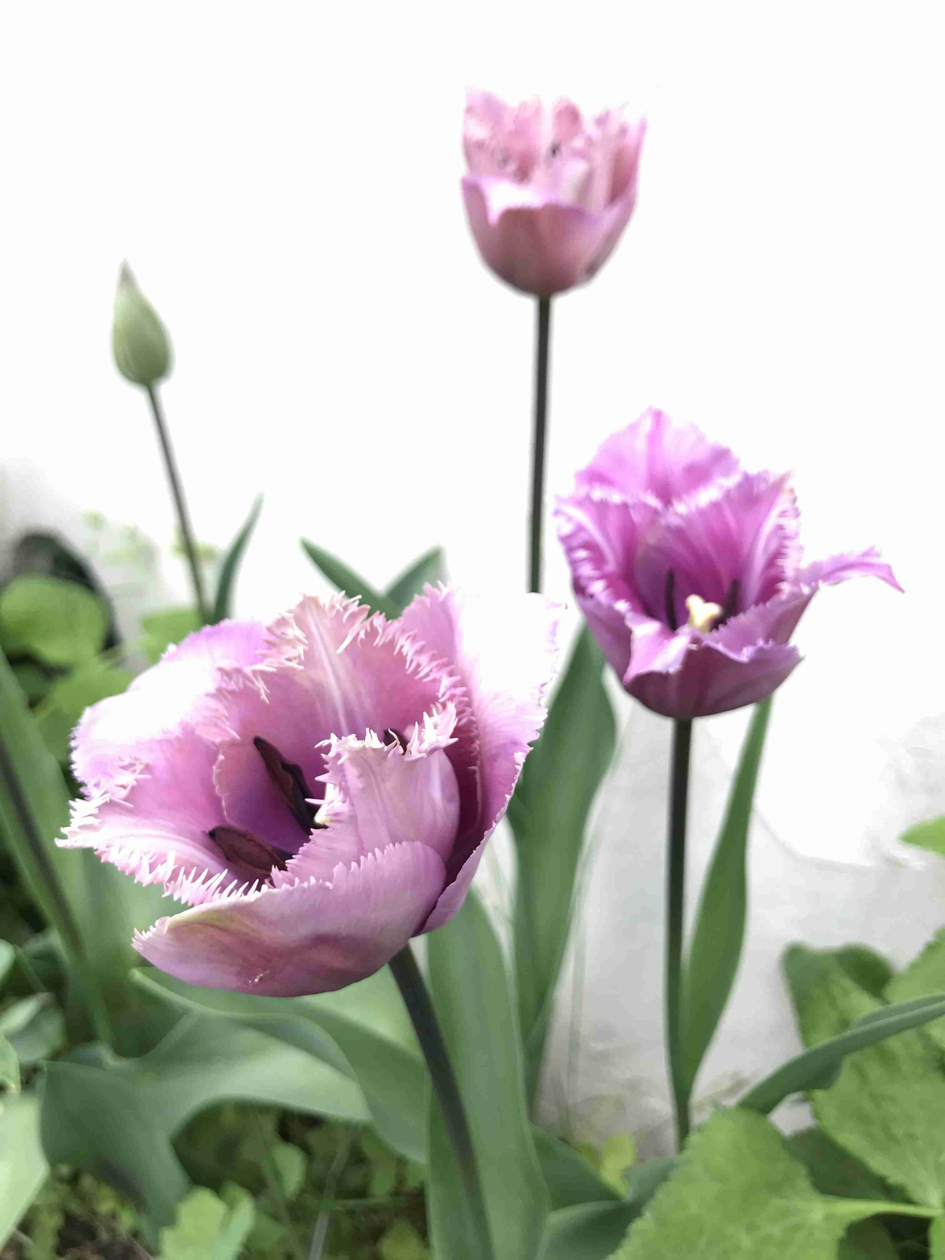 『今日こんな花が咲いてたよ』って報告するトピ🌼