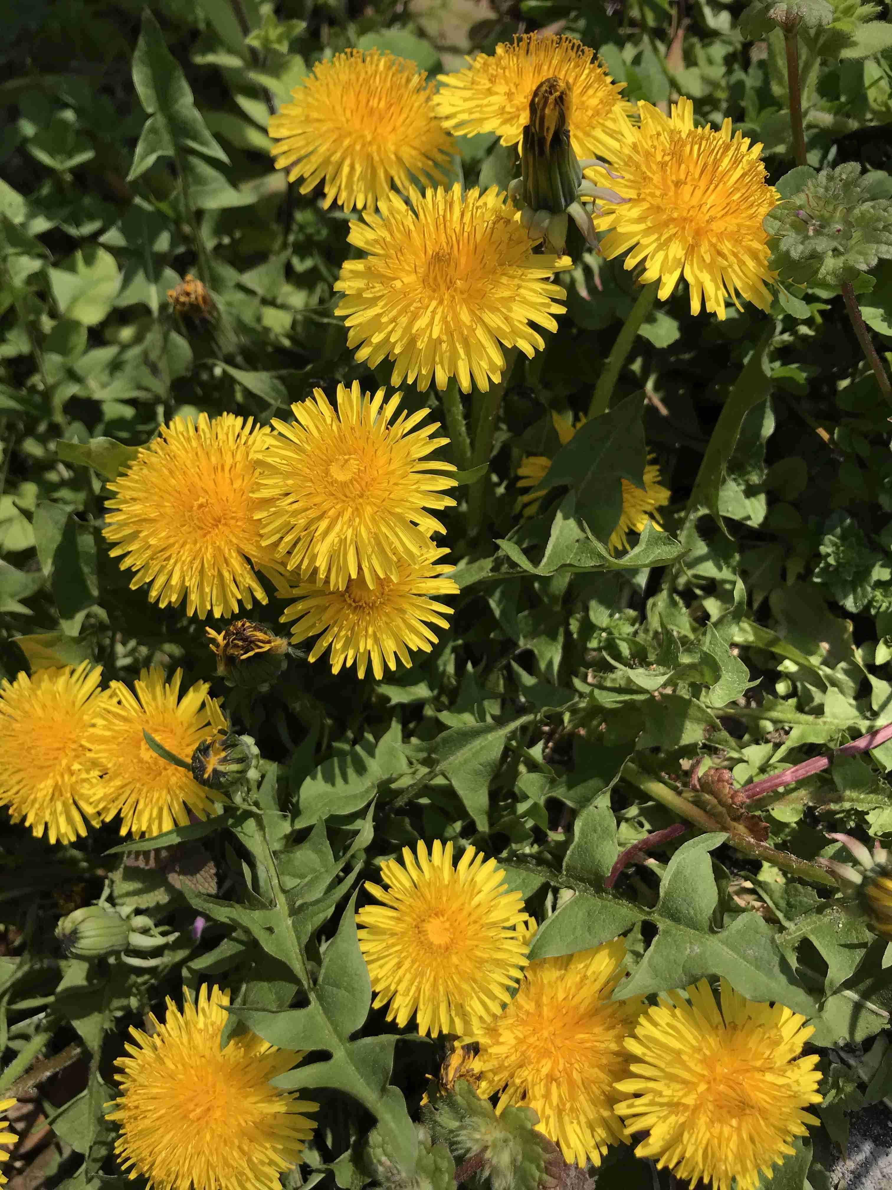 『今日こんな花が咲いてたよ』って報告するトピ🌼