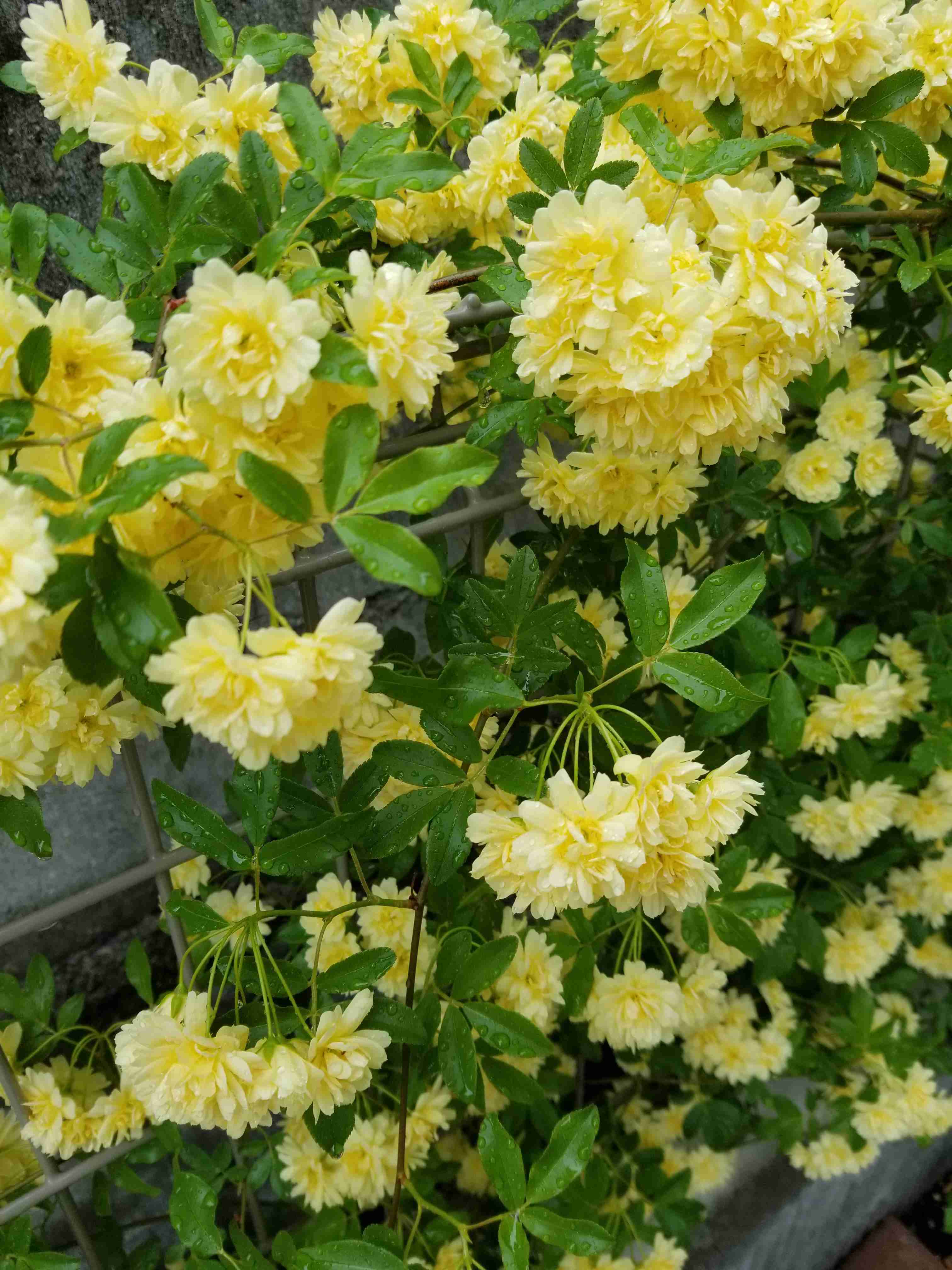 『今日こんな花が咲いてたよ』って報告するトピ🌼