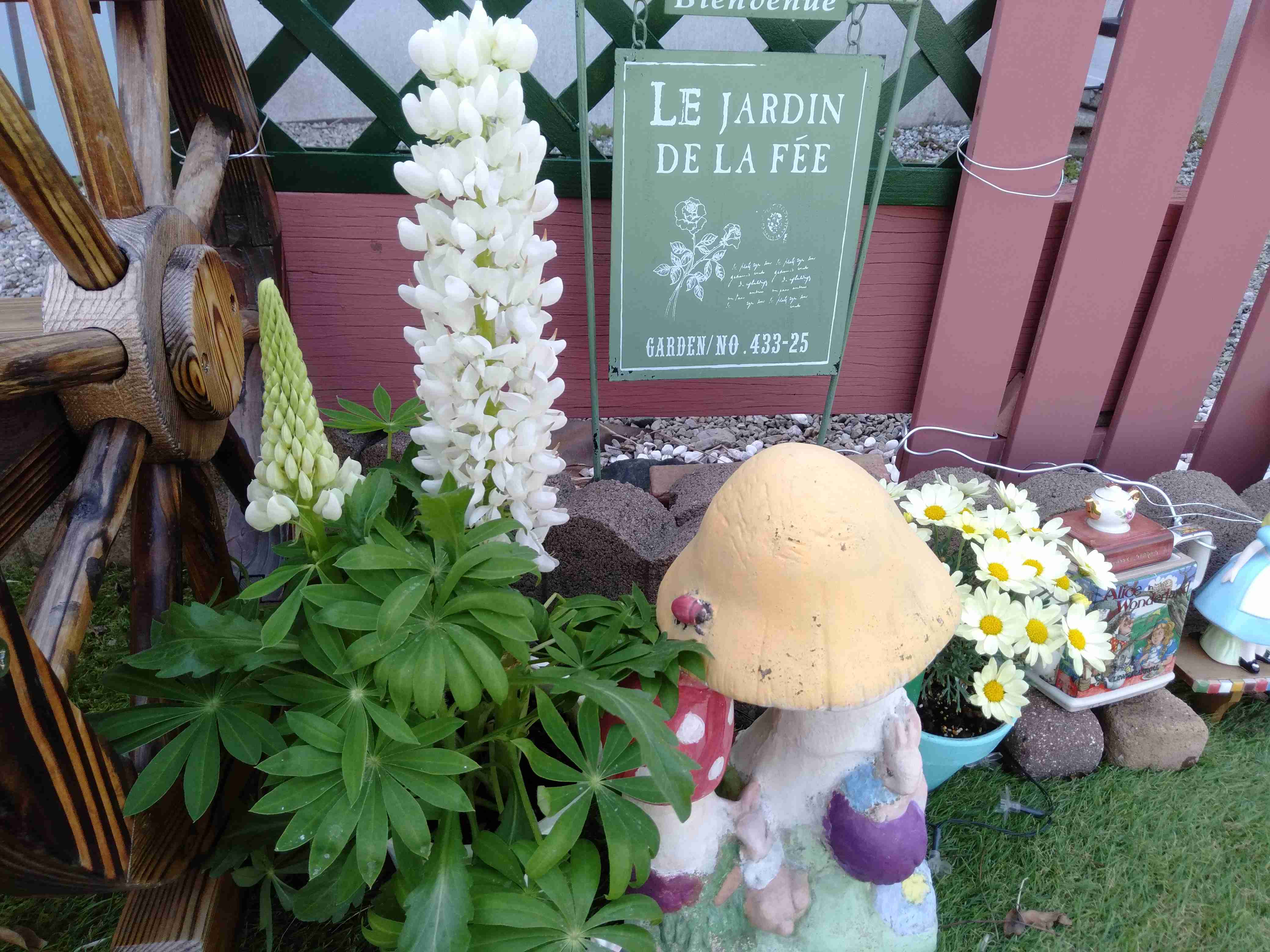 『今日こんな花が咲いてたよ』って報告するトピ🌼