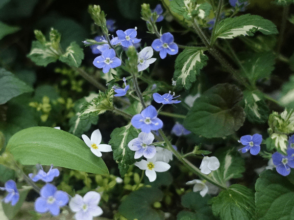 『今日こんな花が咲いてたよ』って報告するトピ🌼