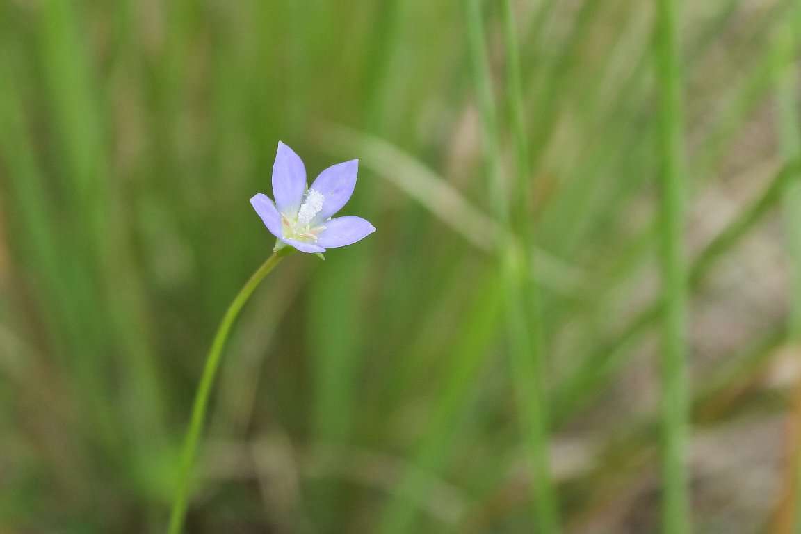 『今日こんな花が咲いてたよ』って報告するトピ🌼