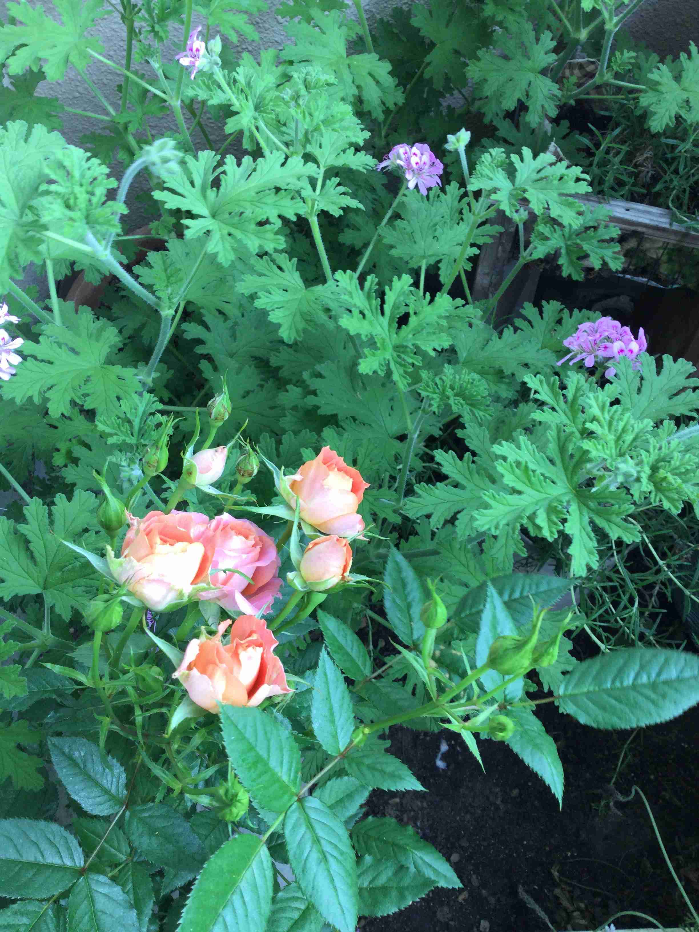 『今日こんな花が咲いてたよ』って報告するトピ🌼